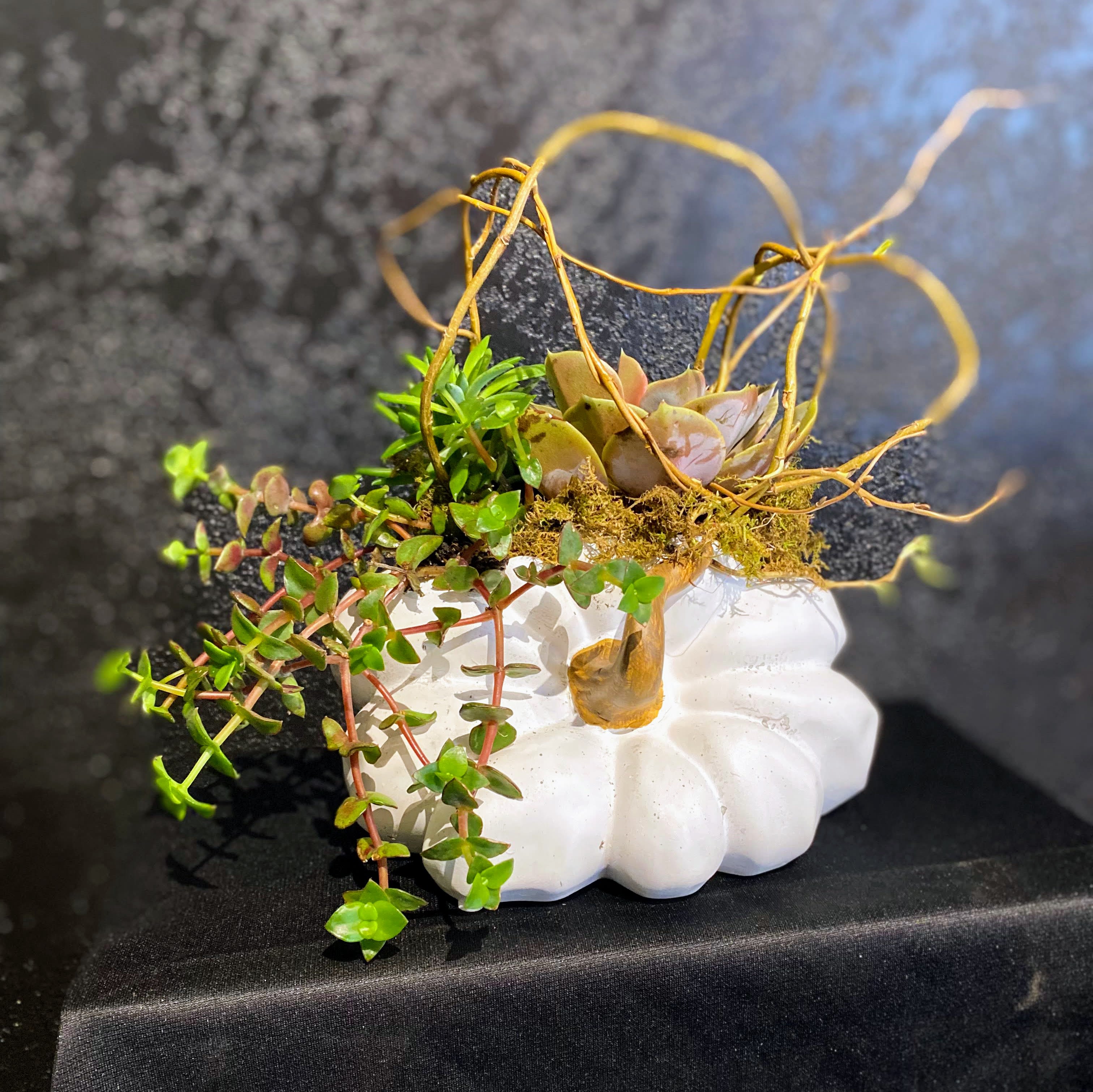 Pumpkin Planter - A sweet succulent garden designed in a unique ceramic pumpkin. Approximately 5x5&quot; in size