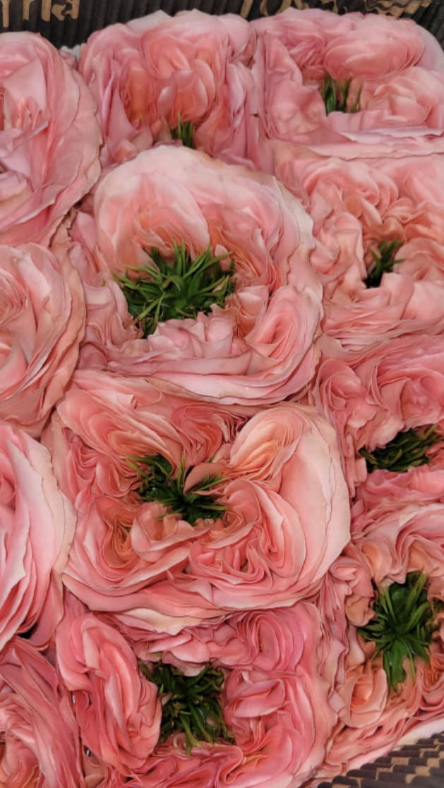 LIMITED Green eye roses - LIMITED Green eye roses long stem roses. Order standard for hand-held bouquet Deluxe for designed in a vase.