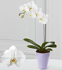 Orchid Plant (color of bloom will vary) -  Send Zen. A graceful phalaenopsis orchid plant potted in a ceramic container is an enchanting gift for any occasion. Container color varies. Orchid colors are subject to availability.  Ask what colors we have today! 
