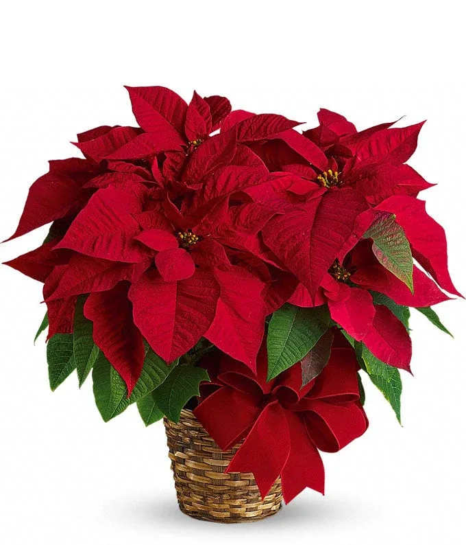 Holiday Hearth Poinsettia Holiday Hearth Poinsettia - A traditional potted red Poinsettia nestled in a charming wicker basket.