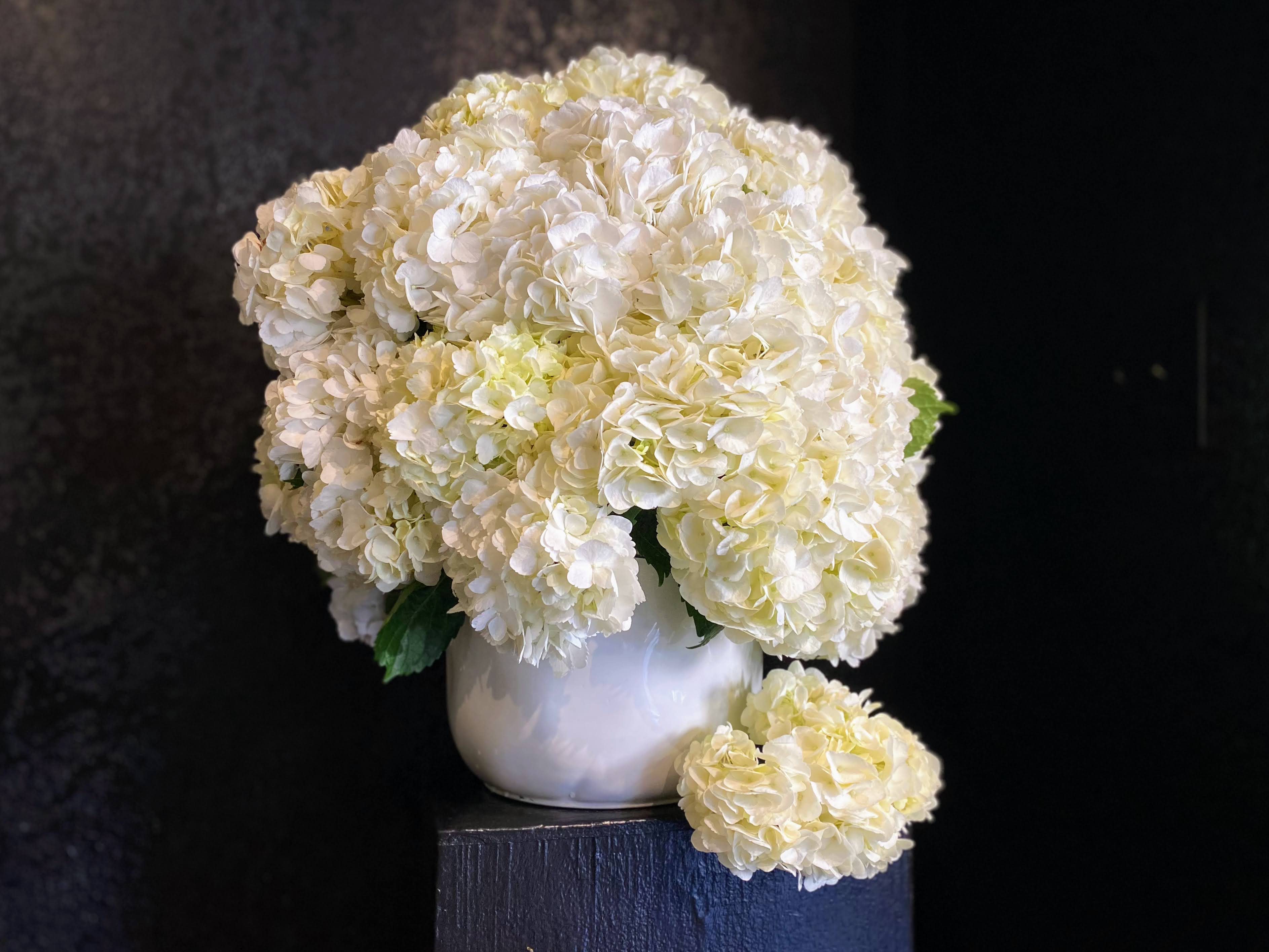 Cloud Cloud - Voluminous and pillowy hydrangea is ready to drift your way.  A tender gift for tender moments, such as a new baby being born or commemorating a loved one's passing.