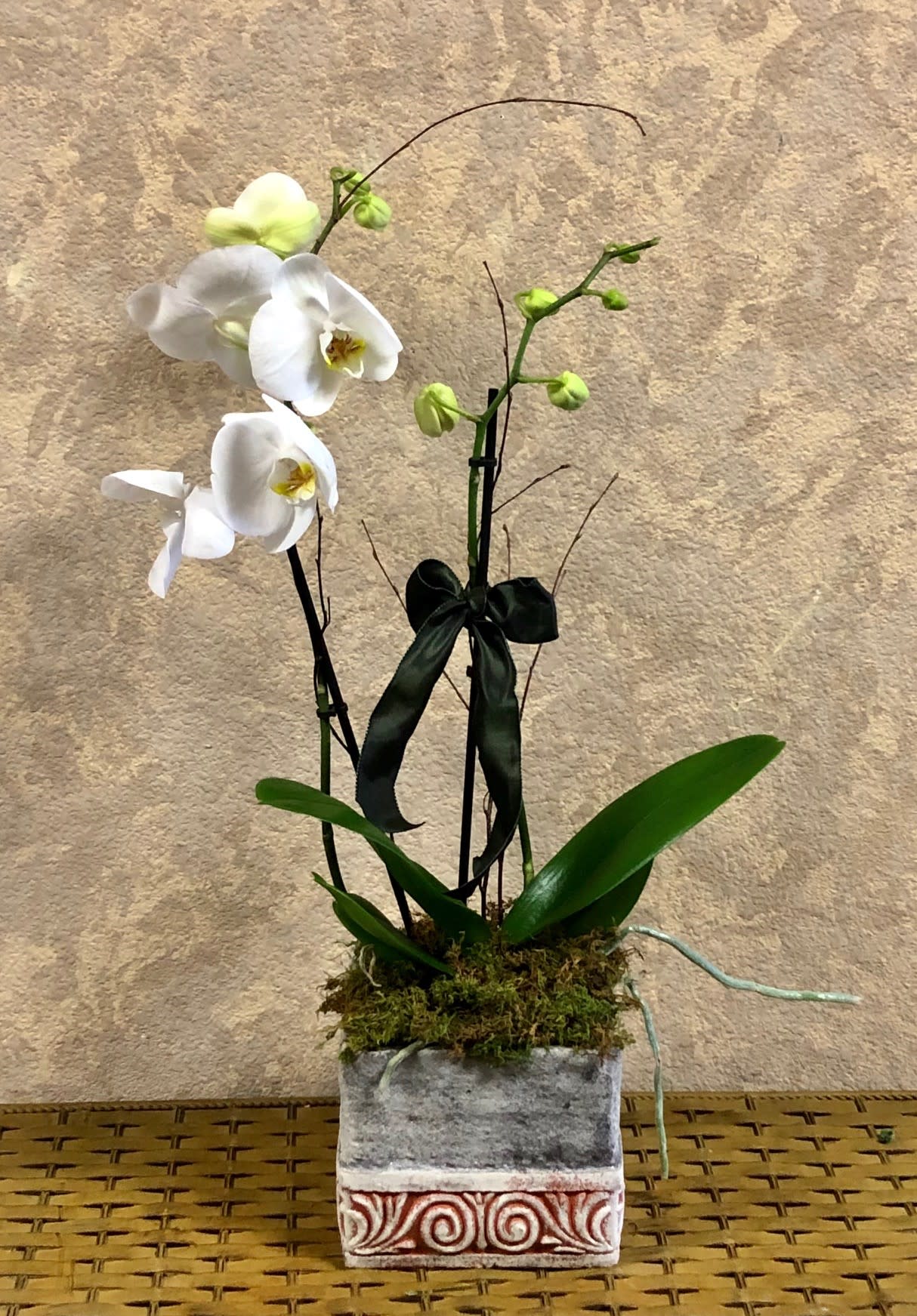 Double Phalaenopsis Orchid Plant in plaster pot. Double Phalaenopsis Orchid Plant in plaster pot. - Type of Flowers: White Two-Stem Phalaenopsis Orchid Plant with ribbon and moss in a short, plaster pot. Availability: All year round Substitute Available: Other colors available Design View: All Facing View Photo shown: Regular