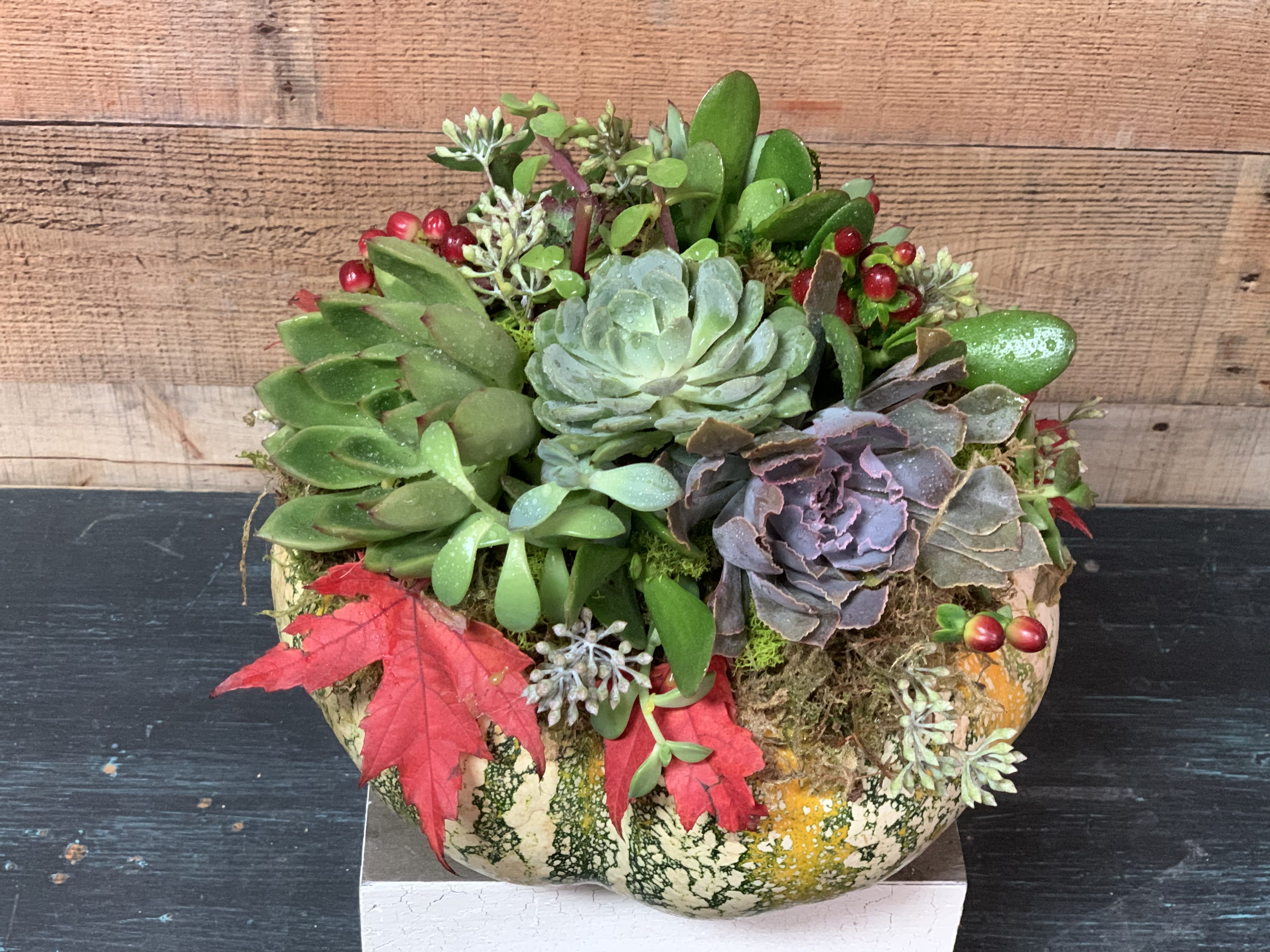 Succulent Pumpkin Garden - A beautiful natural pumpkin with succulents on top.  Great for offices and as a gift for the holidays. Pumpkin is not cut and so will last a very long time in a cool place.  When it stars to soften you can carefully take the succulents off and plant them in your garden.   