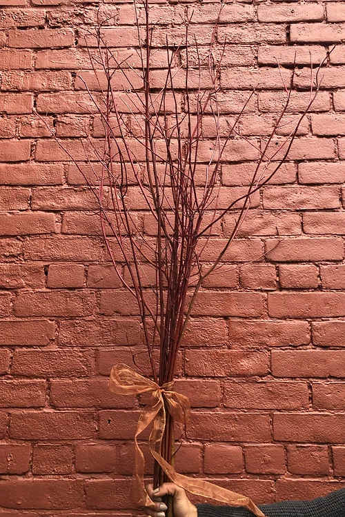 Red Dogwood - Don't forget to consider one of our Artisan Cards to add to your order.  Each card is designed by a local artist and is available in these varieties. Store Cards are also available.  All orders are automatically scheduled for next day delivery to arrive between 1:00- 5:30 unless you request otherwise in your notes.  We will always do our best to accommodate special requests, but it is best to call and follow up, particularly for last-minute orders.   Delivery fees are calculated based on postal code.  For more details on rates please view our Shipping page.  ​  Happy Hour delivery applies to our Instagram Special only. All rules around those deliveries are outlined in each HAPPY HOUR post. If a recipient is not home to receive their delivery, and we are unable to contact you, they will be returned for an additional fee. They must then be picked up by the recipient or sent out with our regular next-day delivery for an additional fee.  ​  Happy Hour deliveries are free within Cabbagetown within 1/km walking distance. All other Happy Hour orders are $1/km by increments of $5 per km.  Bouquet will be delivered approximately as pictured.