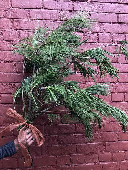 White Pine Bunch - Don't forget to consider one of our Artisan Cards to add to your order.  Each card is designed by a local artist and is available in these varieties. Store Cards are also available.  All orders are automatically scheduled for next day delivery to arrive between 1:00- 5:30 unless you request otherwise in your notes.  We will always do our best to accommodate special requests, but it is best to call and follow up, particularly for last-minute orders.   Delivery fees are calculated based on postal code.  For more details on rates please view our Shipping page.  ​  Happy Hour delivery applies to our Instagram Special only. All rules around those deliveries are outlined in each HAPPY HOUR post. If a recipient is not home to receive their delivery, and we are unable to contact you, they will be returned for an additional fee. They must then be picked up by the recipient or sent out with our regular next-day delivery for an additional fee.  ​  Happy Hour deliveries are free within Cabbagetown within 1/km walking distance. All other Happy Hour orders are $1/km by increments of $5 per km.  Bouquet will be delivered approximately as pictured.