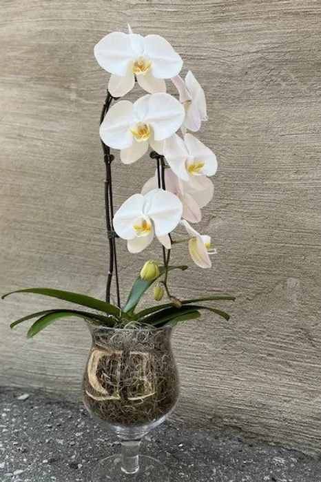 Orchid Arrangement - Don't forget to consider one of our Artisan Cards to add to your order.  Each card is designed by a local artist and is available in these varieties. Store Cards are also available.  All orders are automatically scheduled for next day delivery to arrive between 1:00- 5:30 unless you request otherwise in your notes.  We will always do our best to accommodate special requests, but it is best to call and follow up, particularly for last-minute orders.   Delivery fees are calculated based on postal code.  For more details on rates please view our Shipping page.  ​  Happy Hour delivery applies to our Instagram Special only. All rules around those deliveries are outlined in each HAPPY HOUR post. If a recipient is not home to receive their delivery, and we are unable to contact you, they will be returned for an additional fee. They must then be picked up by the recipient or sent out with our regular next-day delivery for an additional fee.  ​  Happy Hour deliveries are free within Cabbagetown within 1/km walking distance. All other Happy Hour orders are $1/km by increments of $5 per km.  Bouquet will be delivered approximately as pictured.