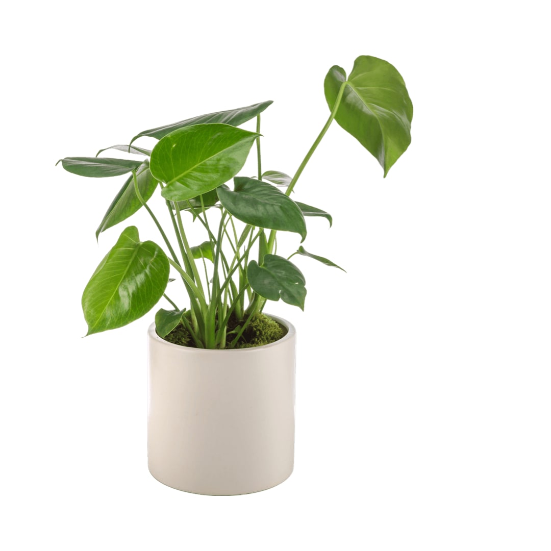 Monstera Plant Monstera Plant - The Monstera is a classic house plant that likes bright to medium indirect light. Send it to your trendiest friend to make their space blog-worthy. Containers vary.