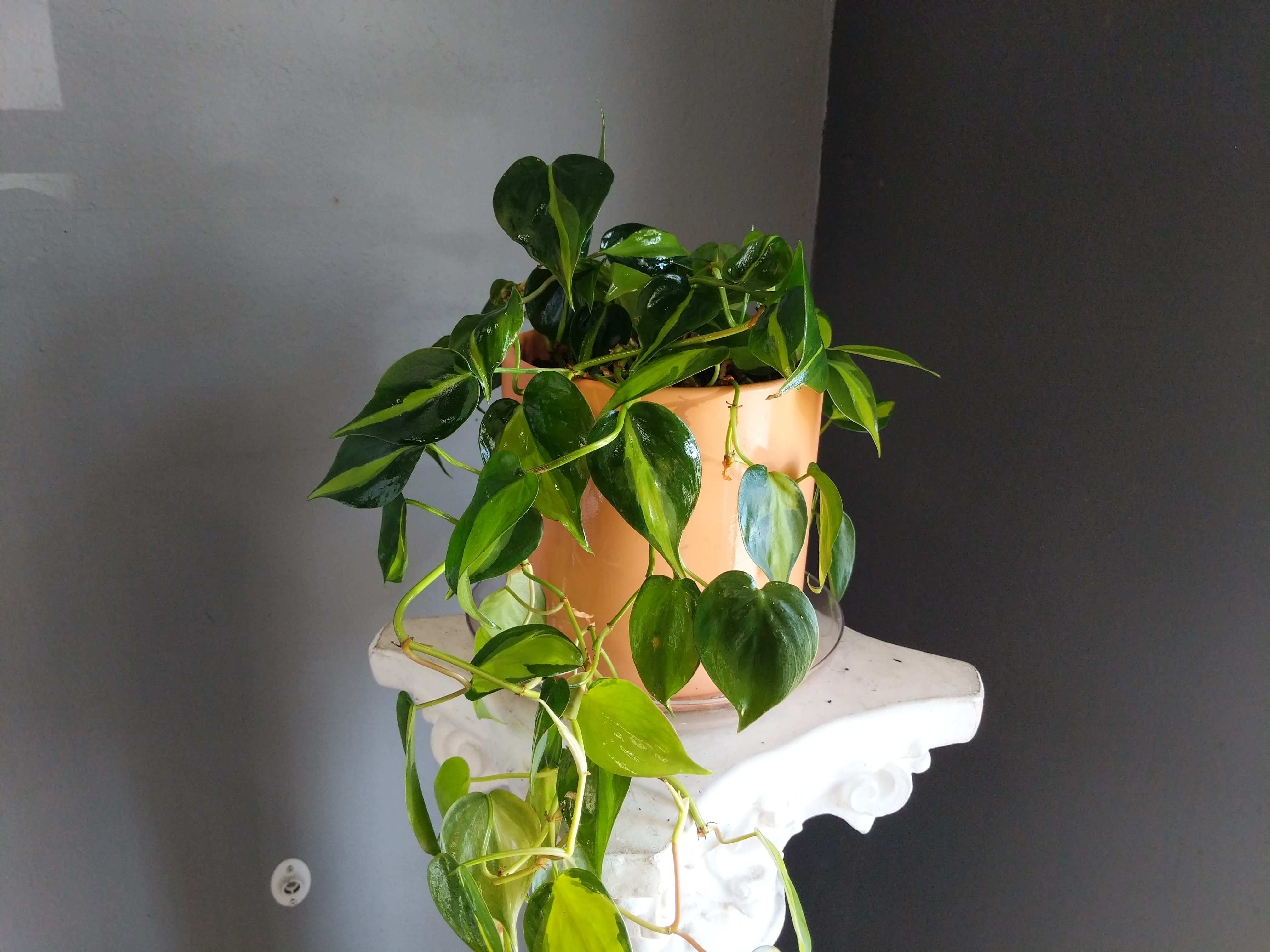 Your Classic Pothos Your Classic Pothos - Classic Pothos plant in tall ceramic pot.