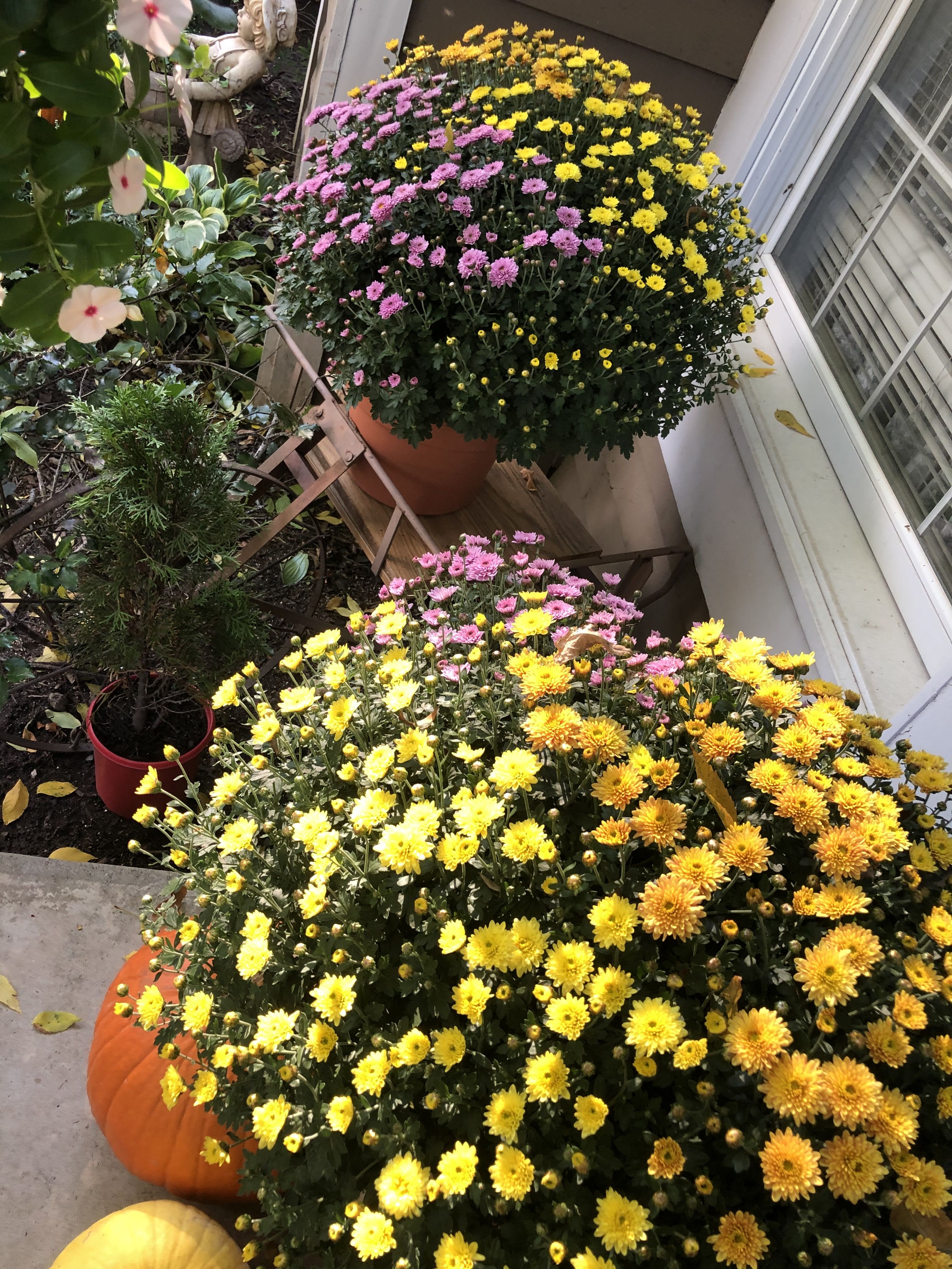 Bi-Color Fall Mums With Bow - Large Bi-Color Mums,  Decorated  with  Bow