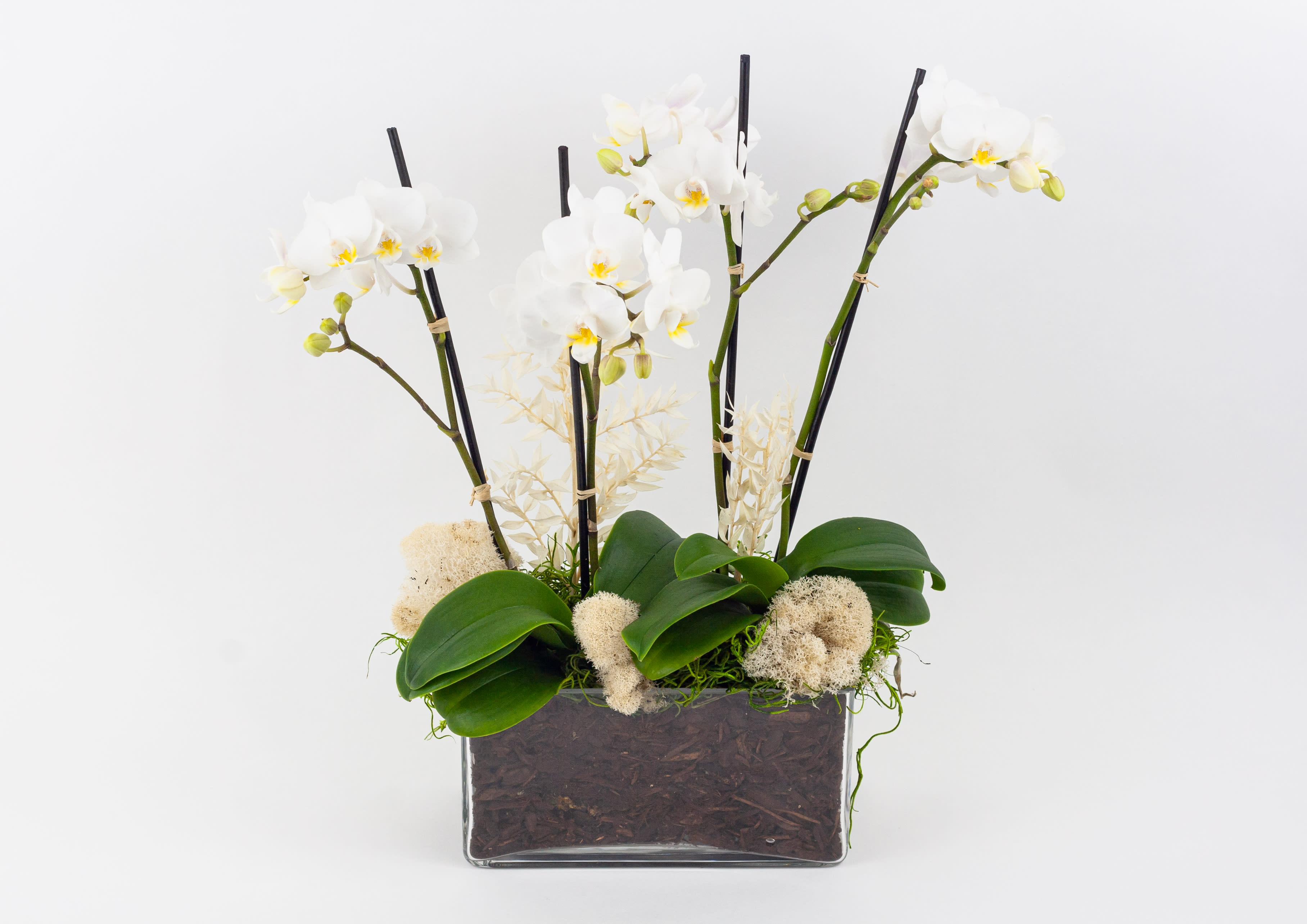 Ocean Song Orchids  - MINI WHITE PHALAENOPSIS ORCHID PLANTS Contemporary and delicate. This beautiful orchid plant is a gorgeous, long-lasting gift idea for any occasion. Two miniature Phalaenopsis orchid plants, each with two spikes of delicate little white blooms, are arranged in a neutral glass pot. Our mini orchid plants are the perfect height for dining and coffee tables, compared to regular-sized Phalaenopsis. This gift would look amazing in any style environment where it can receive natural, filtered sunlight. Why not add a greeting card or quality handmade candle for an extra special gift? Check our blog for more handy tips on how to care for indoor plants. About Phalaenopsis Orchids  When their orchid flowers expire, trim the stem at an angle just above the node, below where the first flower bloomed. If the stem is looking yellow and withering, trim to the base of the plant. Cared for correctly, new flower spikes will begin to grow. This typically happens on an annual basis.  Orchid plants love a light, warm position and high humidity. Use the ‘green thumb’ method of watering, by checking whether the soil feels dry before giving more water.  Location: Year-round, light to partial shade. By day at 68-77°F (20-25°C). By night not under 61°F (16°C). Care: Keep moderately moist with soft water all year. Allow the soil to dry up a little but never to dry out completely between waterings and provide orchid food every 14 days. High humidity is an advantage. The roots need a lot of air, so use orchid mix to repot and avoid injuring the roots. Only use light pots as dark pots will heat up and damage the roots. Lowering night temperatures to 55-61°F (13-16°C) for three to four weeks in late fall or winter will improve flowering. Propagation: By adventitious plantlets that can be potted when they have grown strong little roots. Pests and diseases: Scale insects if kept too dry; root rot if roots are damaged. Uses: A beautiful orchid; good for beginners; excellent for hydroponics.  Ocean Song Orchids features: 2 miniature white Phalaenopsis orchid plants (four flower spikes in total) Bleached ruscus stems White reindeer moss decoration Neutral, contemporary glass pot SIZE: Approximate height of gift is 12”  FAQ Q: What time will my plant arrive and what if no-one is there to accept them? A: Excellent question! We’re unable to provide or guarantee specific delivery times. All our plants are delivered anytime between 9-5pm, with exception to Sympathy designs for a funeral service. For full details around our delivery process and timings, please see our Terms and Conditions. Q: What days do you deliver plants? A: All our plants are available for San Francisco and Daly City delivery seven days a week, between 9am-5pm. Q: May I order for the same day delivery? A: Yes, same day deliveries are available if you place an order before 1pm. Q: May I request to change the design a bit? A: Yes, please make a note in the SPECIAL INSTRUCTION box when you place your online order. We will do our best to follow them. Q: Will my plant look exactly as what is pictured? A: Depending on the season, the number of closed buds may vary.  Ready to bring beauty into someone’s world with our beautiful orchid plant delivery? Order this gift online now or give us a call on (415) 752-2060 if you have a question or special request. 