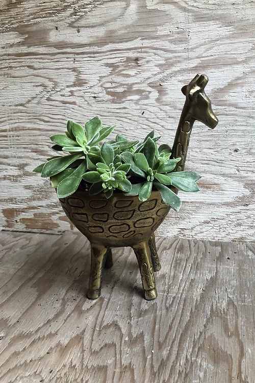 Gia Giraffe Planter Gia Giraffe Planter - Can be potted with a houseplant for an additional cost. Please let us know when you order! Bouquet will be delivered approximately as pictured.