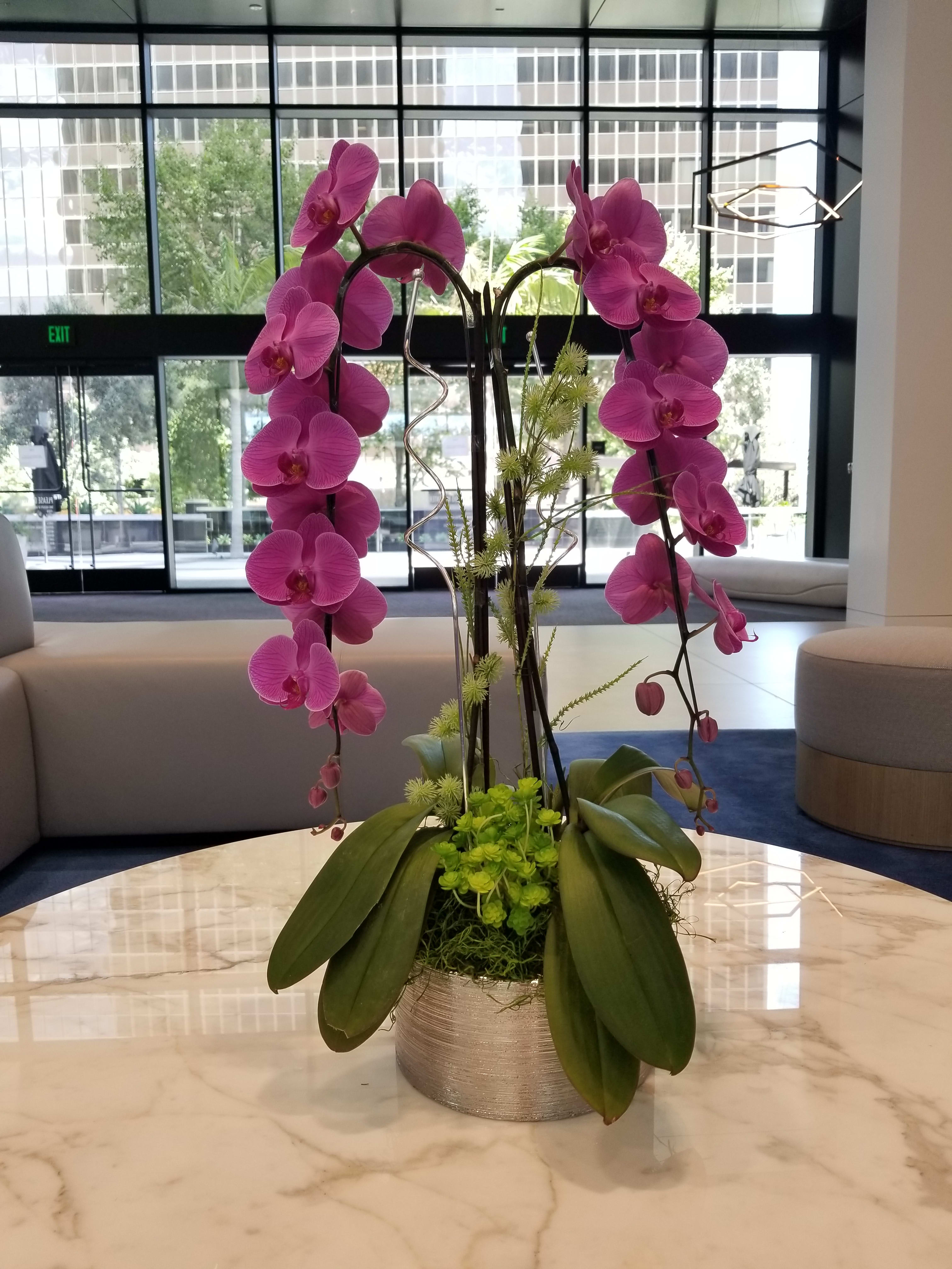 Double Orchids Double Orchids - A wonderful large display of Orchids perfect for any setting, celebration or occasion.