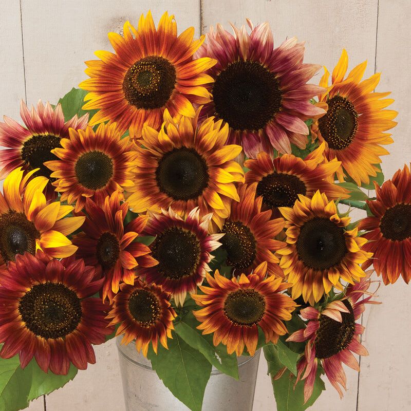Seasonal Sunflowers Bouquet Seasonal Sunflowers Bouquet - Seasonal Sunflowers Bouquet wrapped in brown craft papel