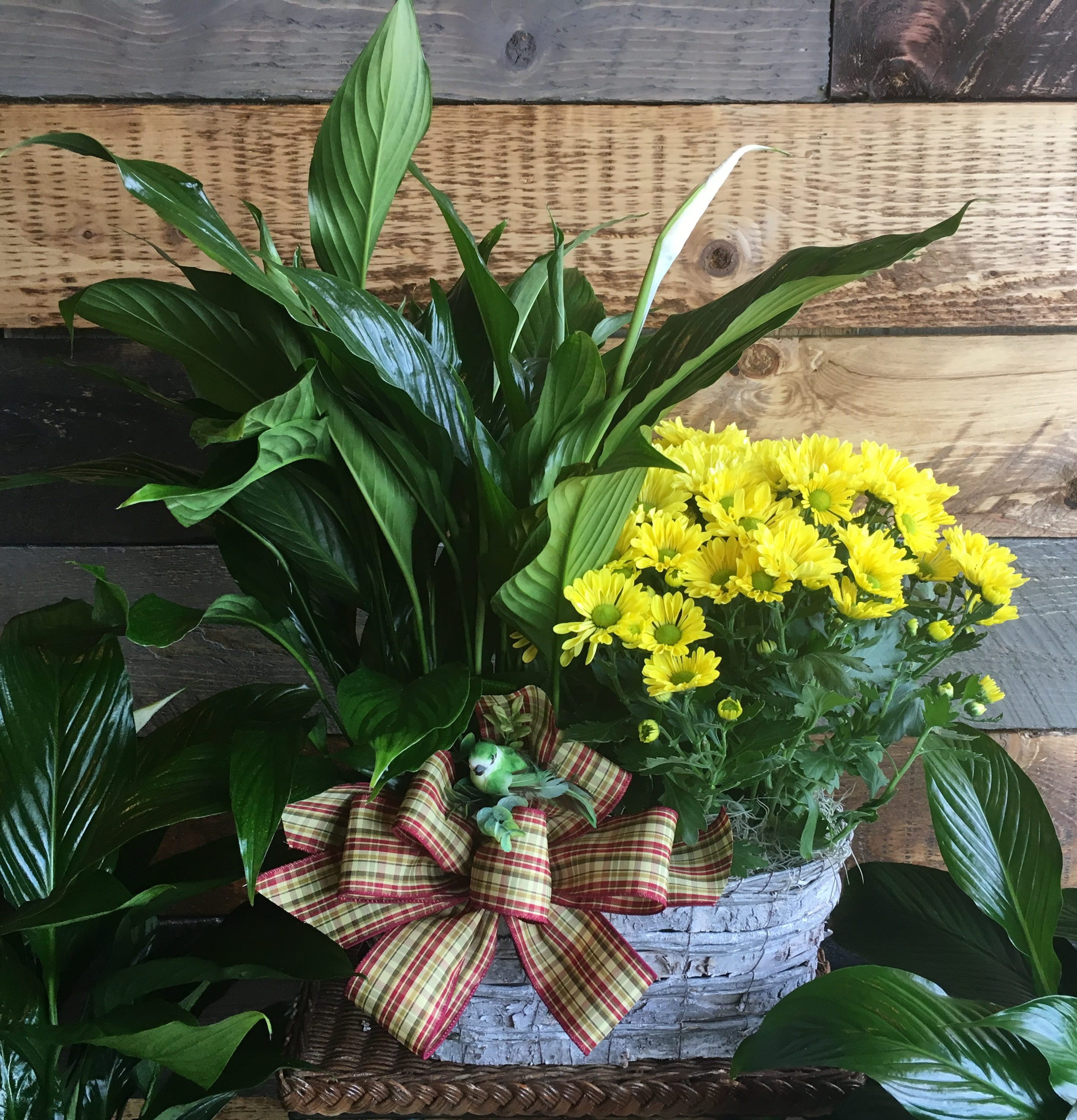 Double Plant European Garden Double Plant European Garden - A seasonal combination of green foliage and blooming plants arranged in a birch oval basket and trimmed with a seasonal ribbon and nesting bird. Plants, ribbon and basket may vary with season and availability