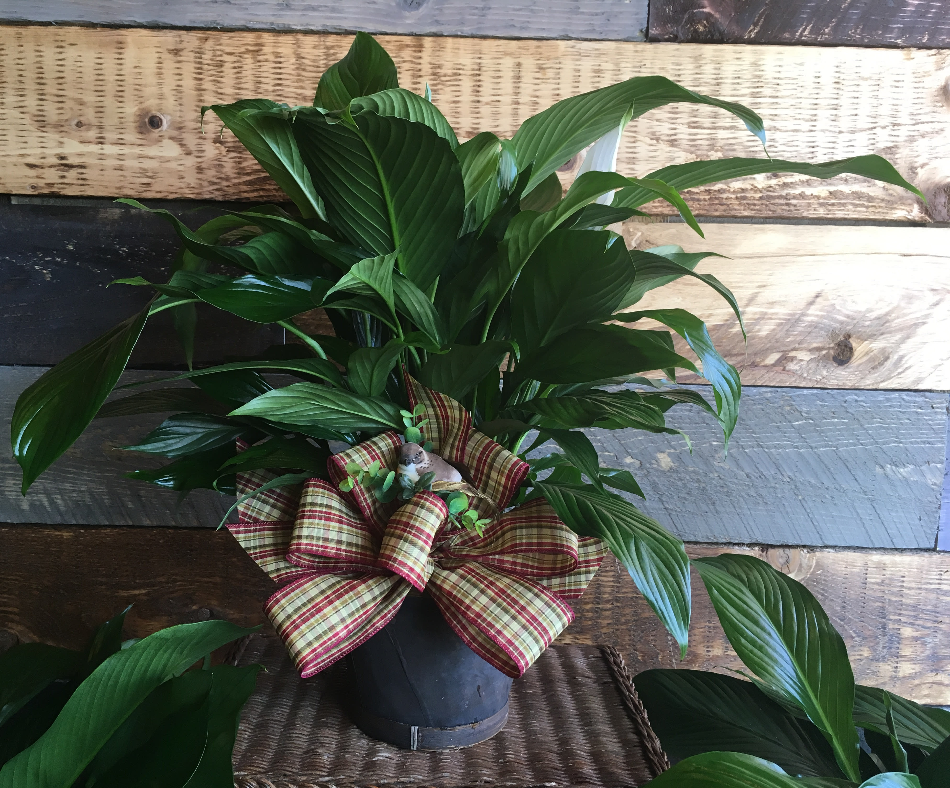 Peaceful Spathiphyllum Peaceful Spathiphyllum - A peaceful foliage plant with beautiful white blooms, dressed with a seasonal ribbon and nesting bird in a woven basket. Ribbon and basket may vary with season and/or availability