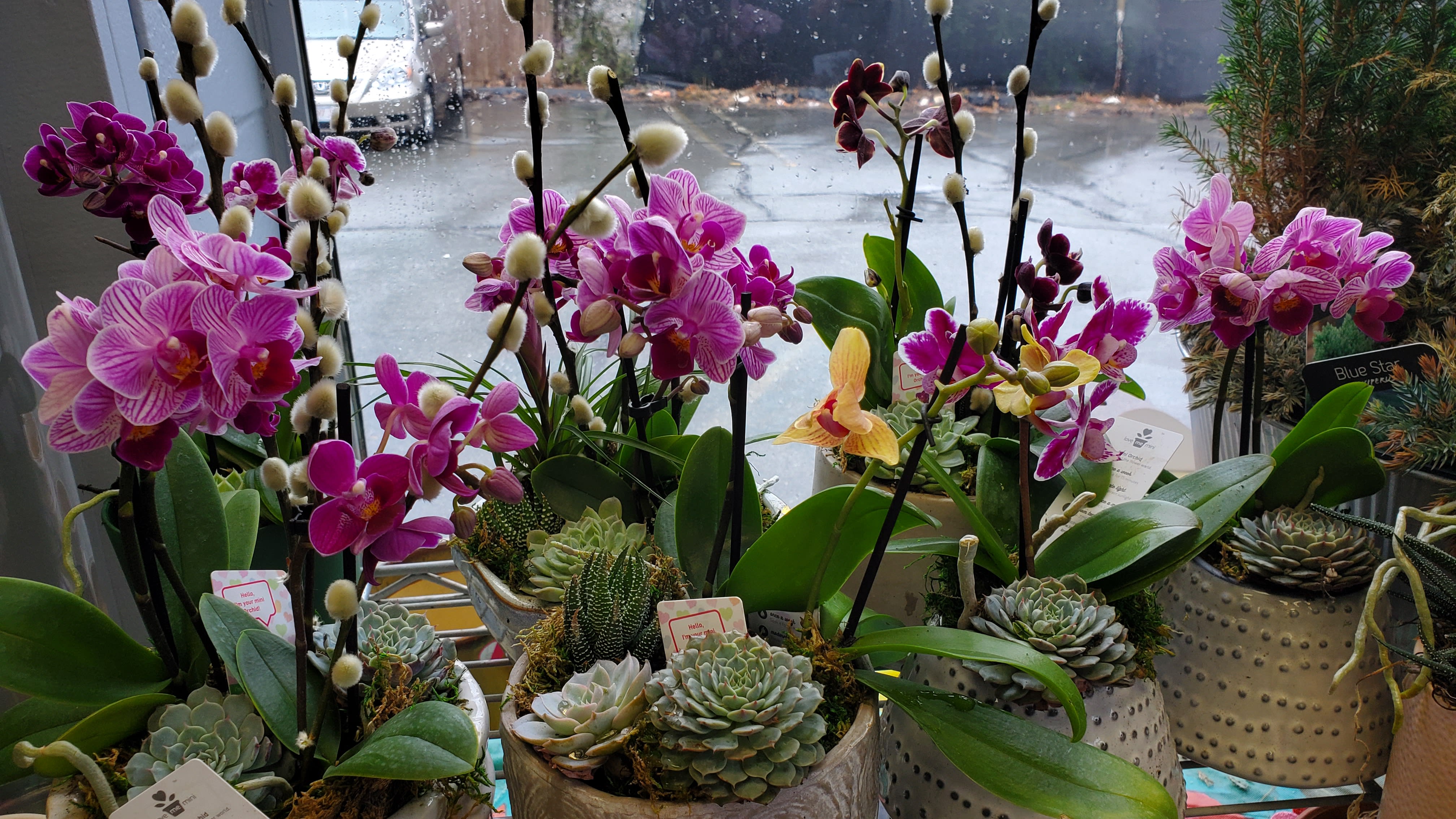 Mini- Orchid and Succulent Garden - Features mini colored phalaenopsis orchid plants with a garden of succulents planted in a modern  container.  Container and orchid variety/color may vary due to vendor availability.