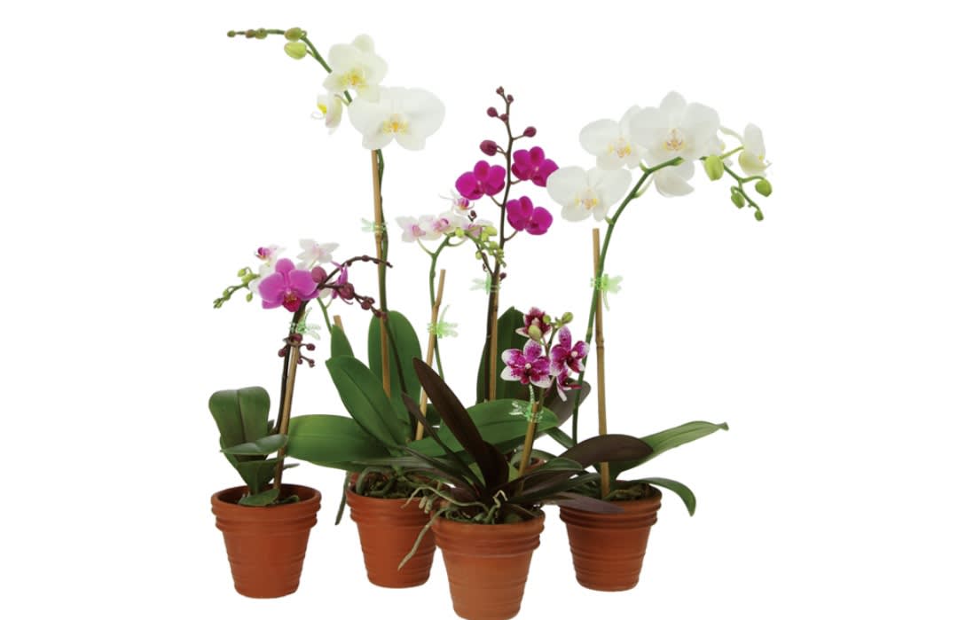 mini orchid plants mini orchid plants - mini 3 inch orchid plant in clay pot ( colors may vary).