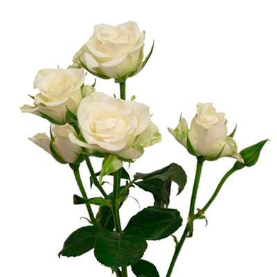 White Spray Roses White Spray Roses - Different colours of spray roses are available upon request. Please contact us for more information regarding which colours of spray roses are available. Please place your order at least 3 weeks in advance or contact us if you require this product sooner.