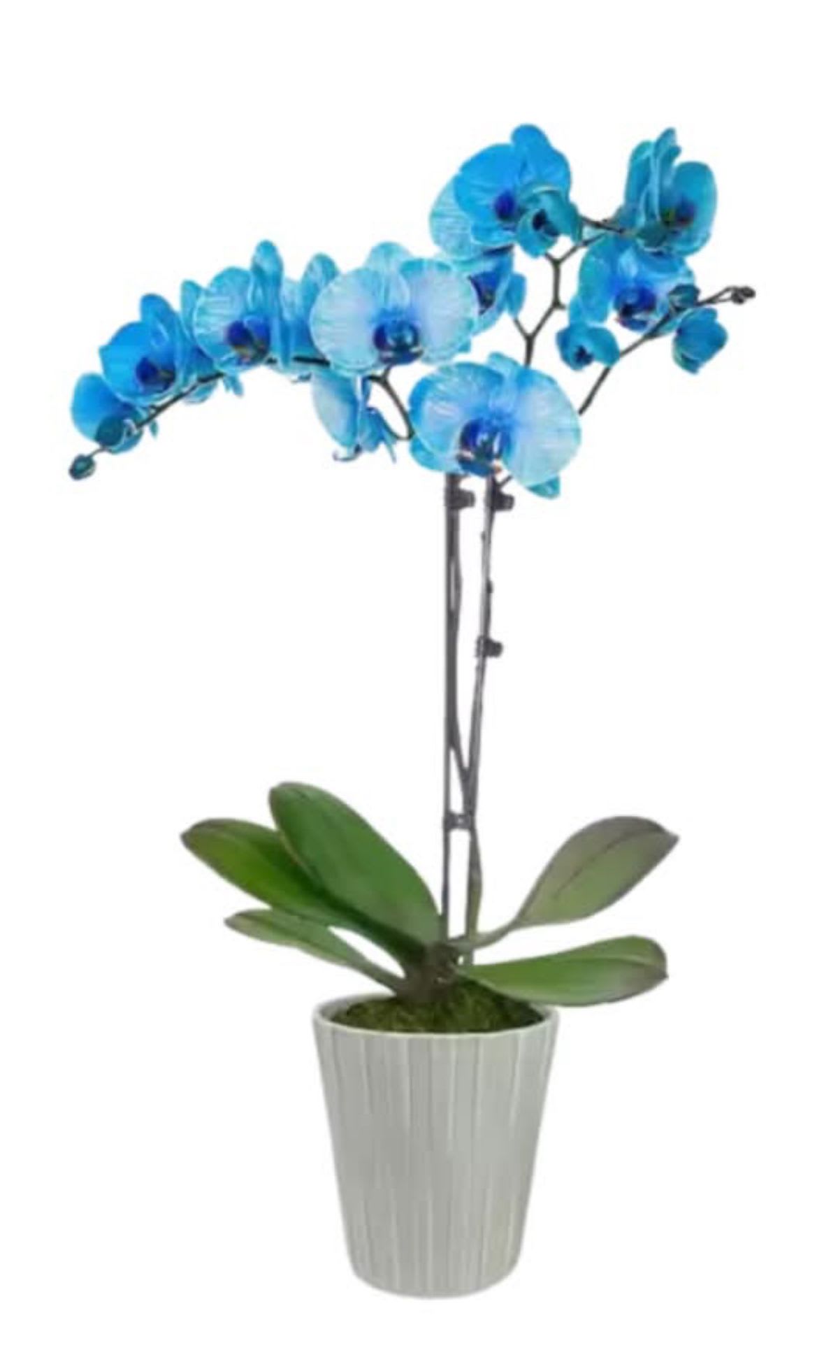 Orchid Blue - vase ceramic Orchid Blue or pourple