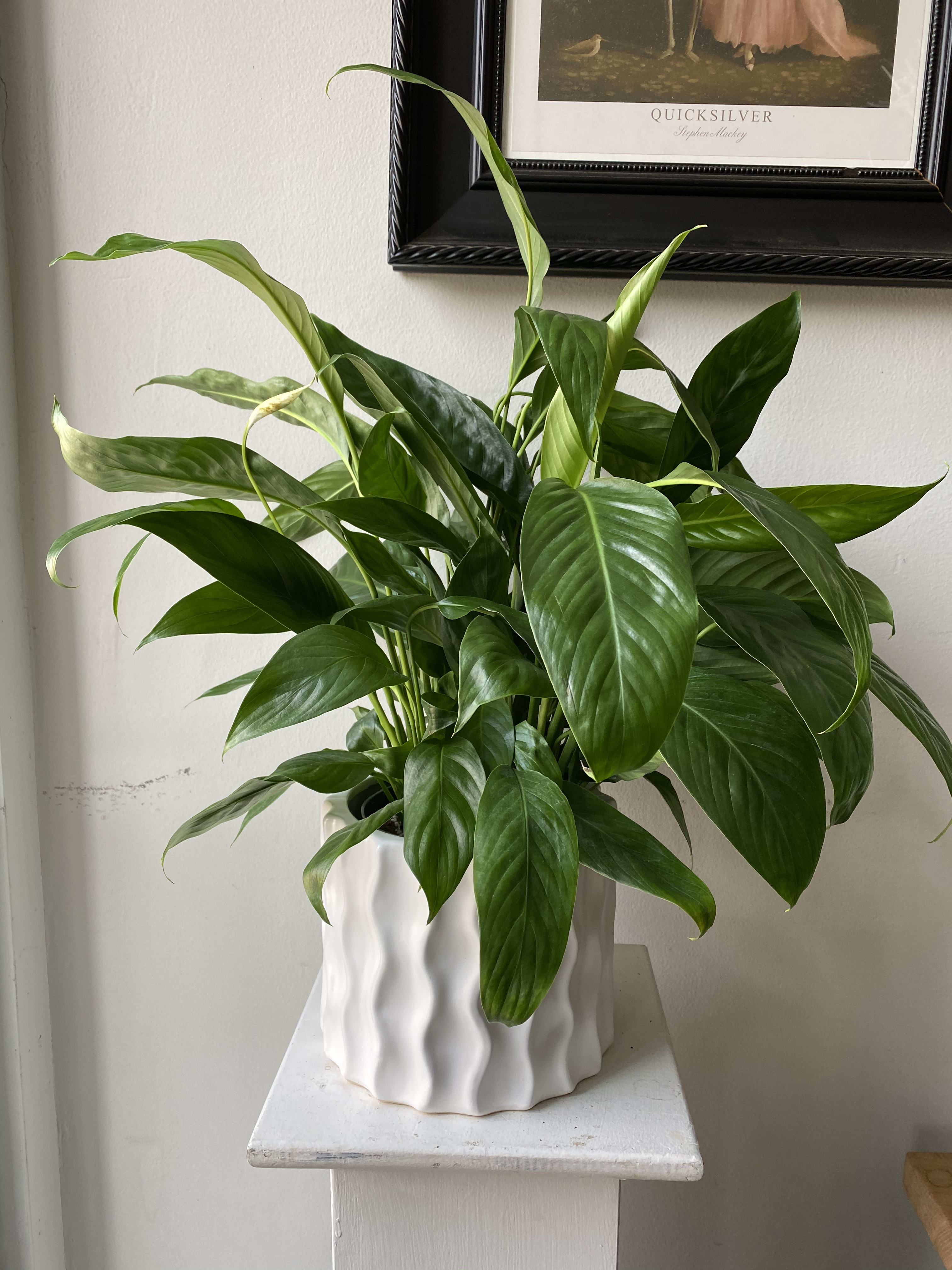 Peace Lilly Plant in Designer Pot - Peace Lilly Plant in a Gold or White Planter.  