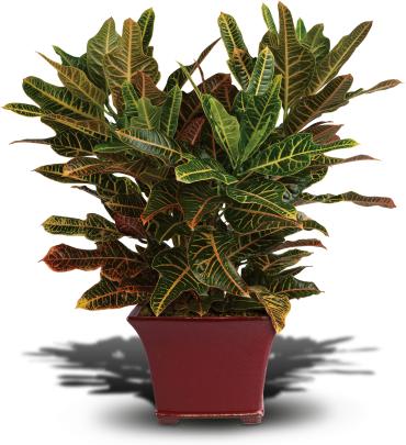 Croton -  Not your typical houseplant! With its bright tropical foliage, exotic appearance and Asian-inspired square planter, this potted croton plant is an eye-catching natural addition to any room. 