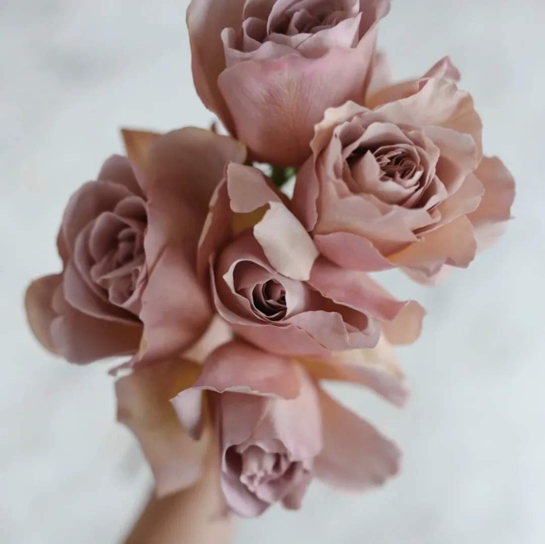 Cafe Latte Garden Roses Cafe Latte Garden Roses - A luxurious and hard to come by garden rose, Cafe Latte roses are the perfect fit for the neutral color palette.  Chose from a half dozen or dozen or 2 dozen roses. Please note this is a special order rose and not available for same day orders.