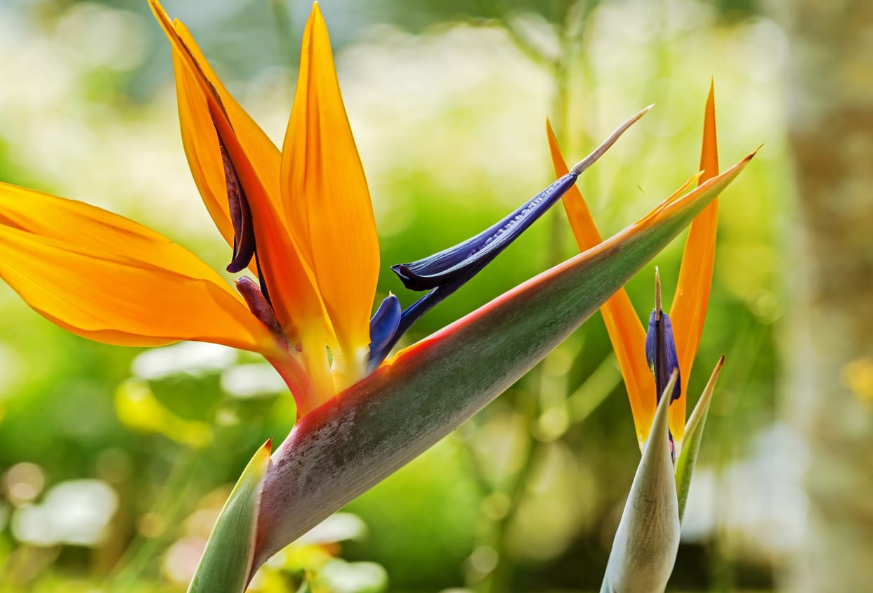 Contemporary Bird of Paradise Arrangement Contemporary Bird of Paradise Arrangement - Let our designers create a one of a kind gift with a tropical look including fresh cut birds of paradise! May include other tropical flowers.