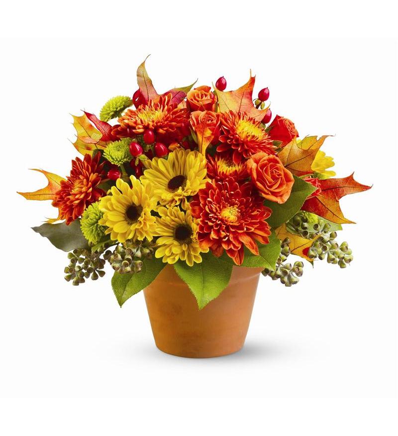 Fall Harvest Arrangement - Terra cotta pot overflowing with golds, oranges, and deep reds.  Mixed flowers that include roses, mums, and carnations.  This beautiful fall arrangement is perfect for any occasion.