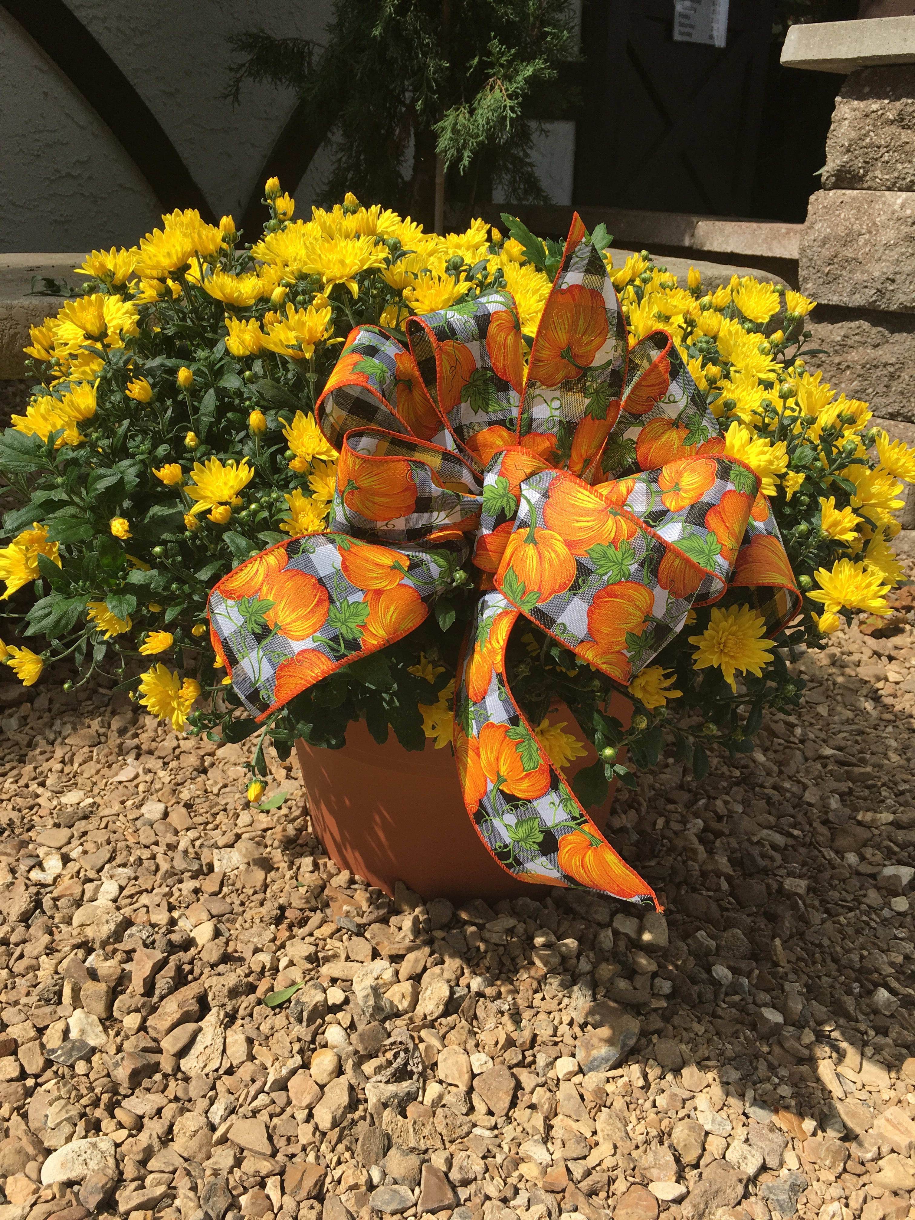 Large mum plant Large mum plant - Large mum plant in a 14 inch container. Yellow, bronze, or dark red colors available.