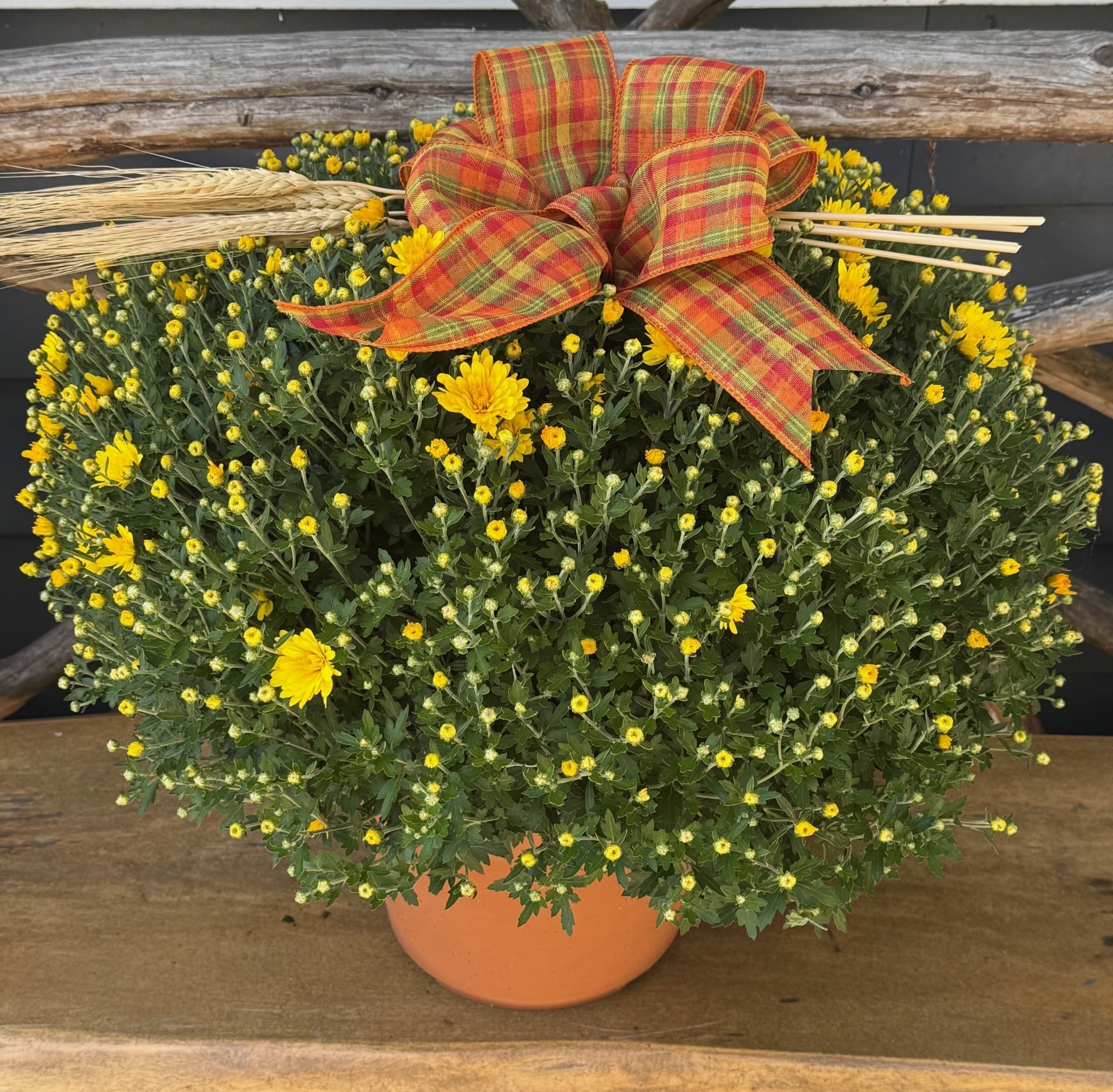 Autumn Hardy Mum Plant - Hardy Mums are a fall favorite and come in an array of autumnal colors. Our over sized locally grown 10&quot; pot mums come nicely decorated for the season in a ribbon and wheat. ***Color and flower stage will vary.