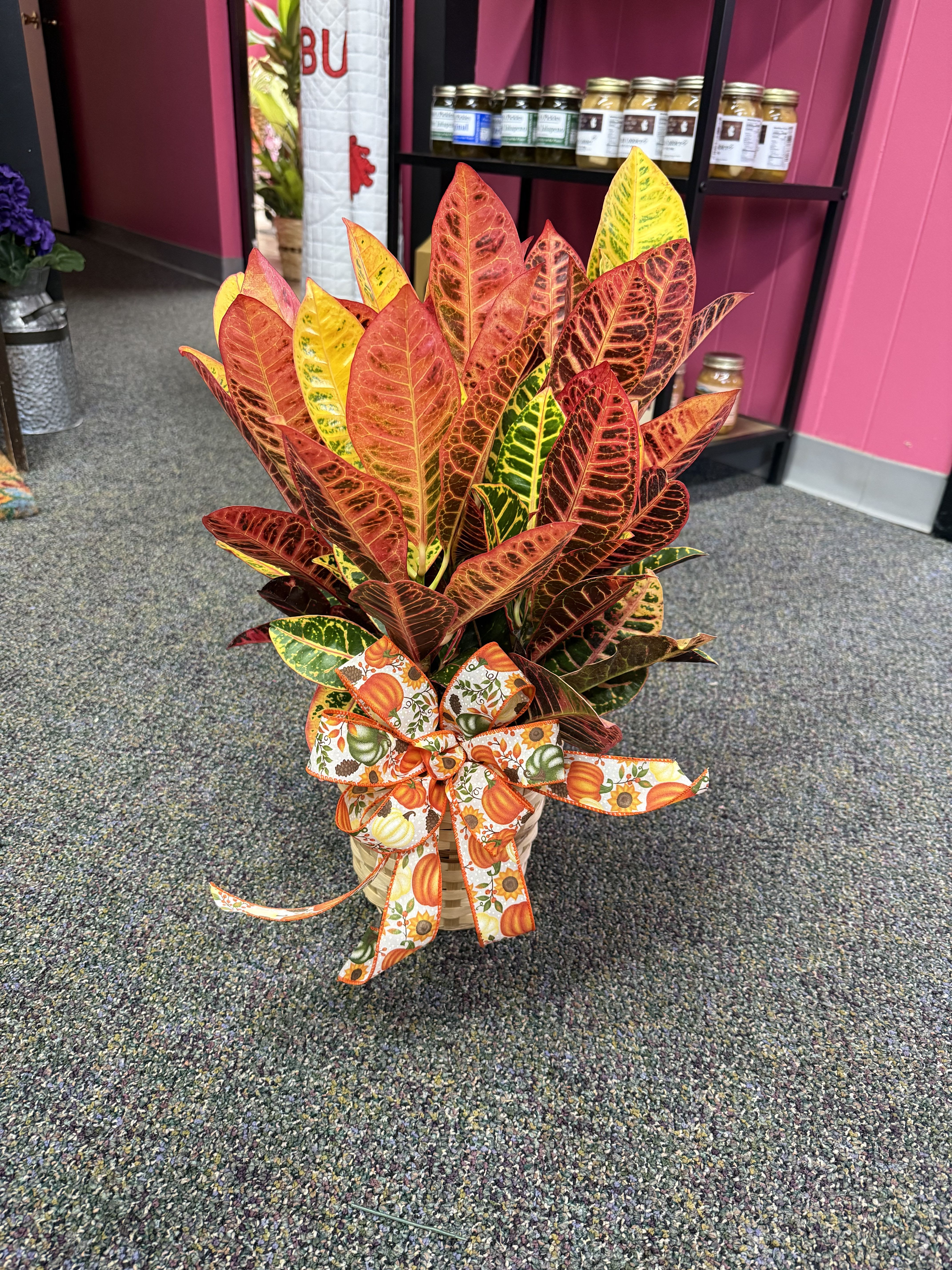 6&quot; Croton -- Plant - A beautiful fall and colorful plant in a 6&quot; Basket
