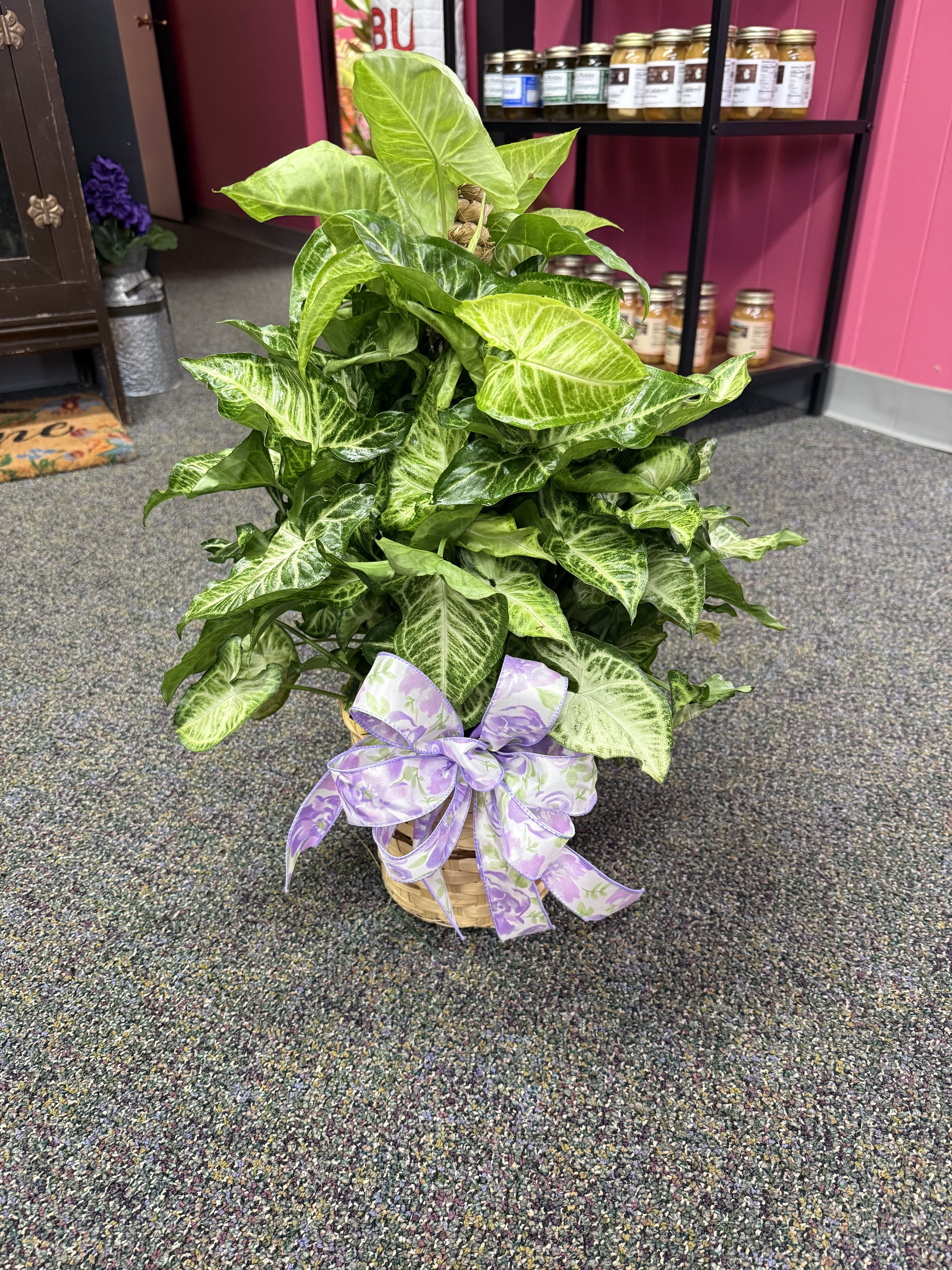 6&quot; Butterfly Pole -- Green Plant - A beautiful butterfly pole in a 6&quot; pot