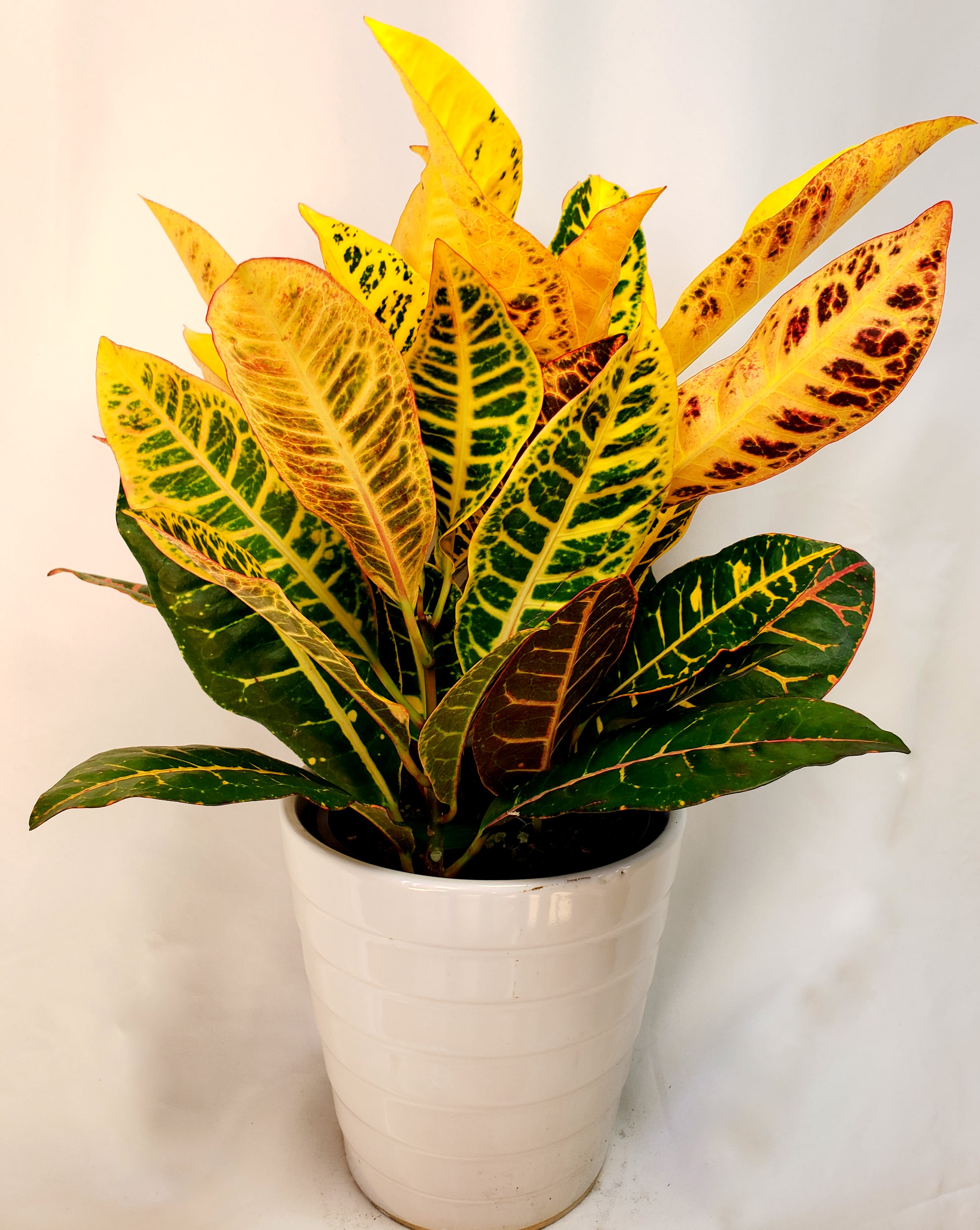Autumn Breeze Autumn Breeze - 6" fall color crotons in white ceramic pot
