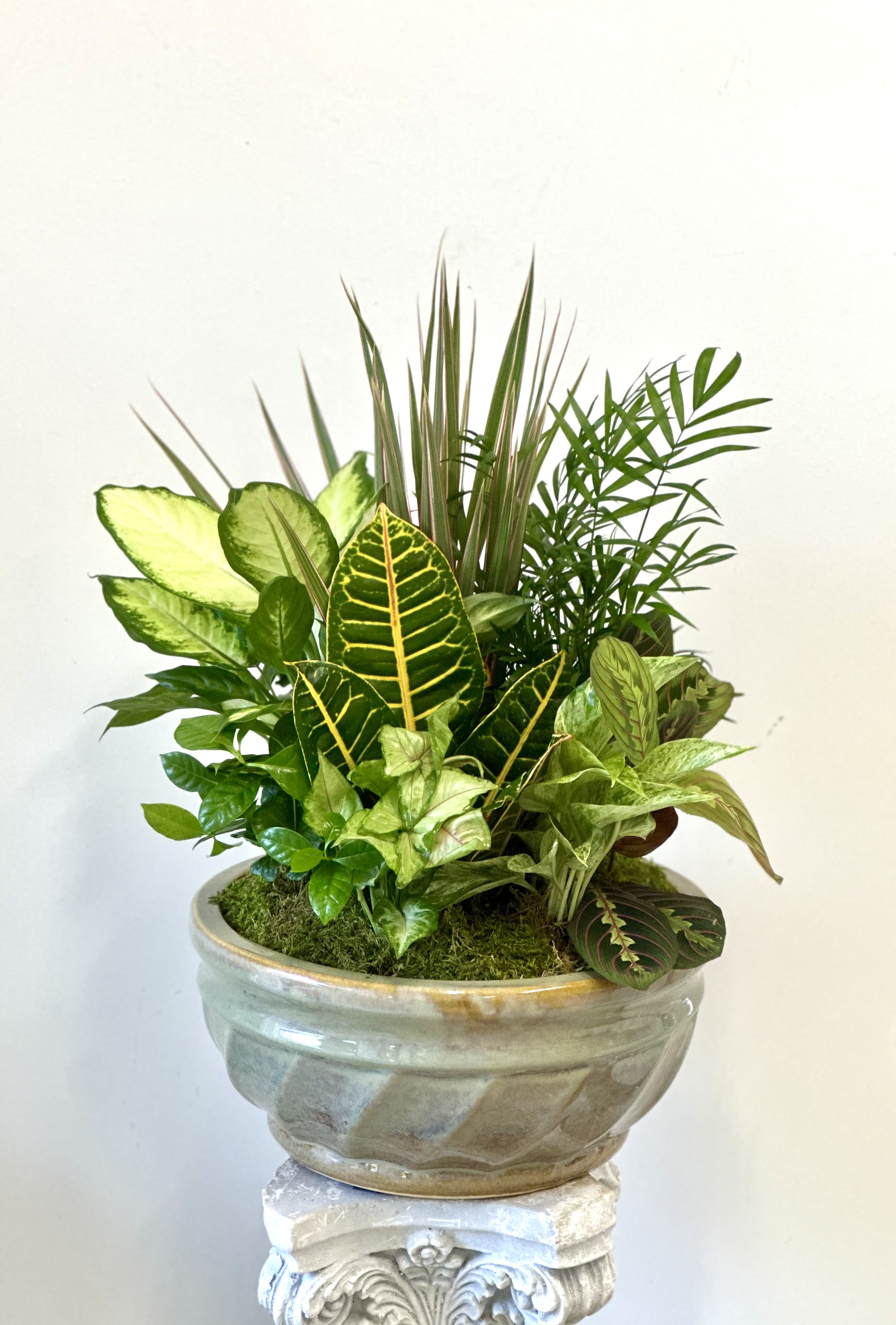 Dish Garden 12" by Westford Florist Art by Veny Dish Garden 12" by Westford Florist Art by Veny - Elevate the ambiance of your home or office with our stunning Dish Garden by Westford Florist Art by Veny. Carefully crafted to perfection, this botanical masterpiece features a delightful assortment of green plants housed in a chic 12-inch ceramic pot. Embrace the beauty of nature within your living space and create a serene atmosphere that exudes elegance. Whether placed on a tabletop or displayed as a centerpiece, this timeless arrangement is sure to enhance any room's decor. Please note that container colors and plant varieties may vary, ensuring each Dish Garden is unique and one-of-a-kind. Bring the outdoors in with style and grace by adding this exquisite piece from Westford Florist to your collection today!