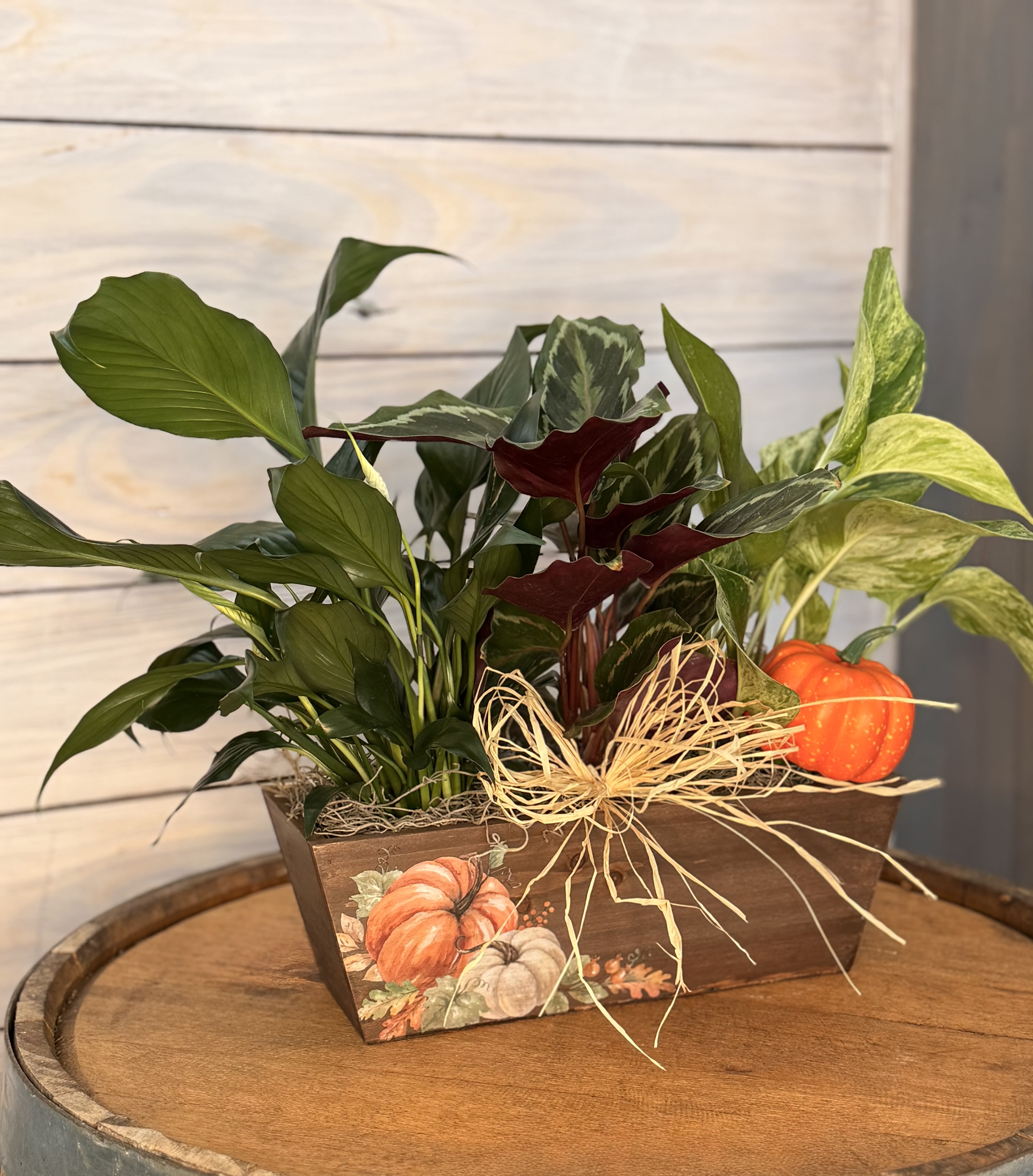 Pick of the Patch - This cozy, hand painted, autumn planter if perfect for the fall season for your favorite Green Witch!