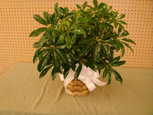 #GPM  Schefflera in wicker basket with bow - All Green Plants Come In A wicker Basket With a Bow