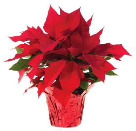 Holiday Poinsettia  - Available for a limited time...Order Early. Nothing says the holidays like a poinsettia! A unique twist on the traditional Christmas plant, send this poinsettia as a holiday gift - or keep it for yourself as Christmas ...available in traditional red and comes in a 6&quot; pot with basket for the standard size and an 8&quot; pot with basket for the deluxe size. 