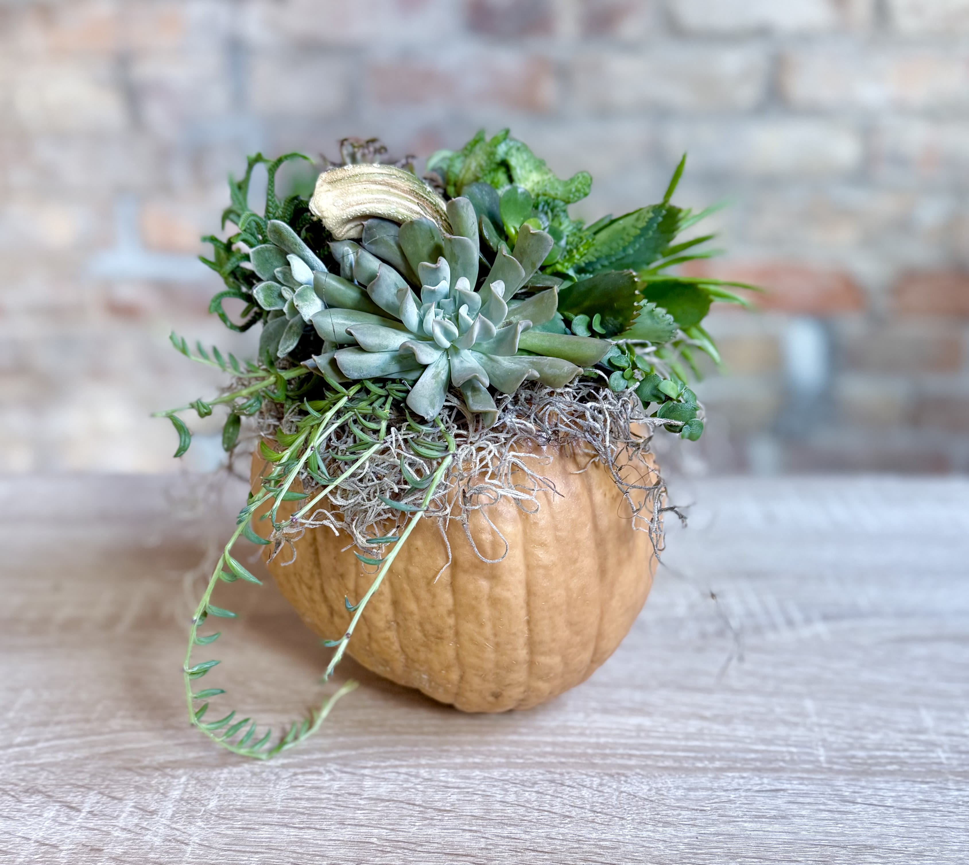 Succulent Pumpkin Succulent Pumpkin - A fresh uncut pumpkin with succulents glued to the top. This is long lasting and can be misted every 3-4 weeks until you’re ready to replant the succulents. Makes for a cute autumn gift!