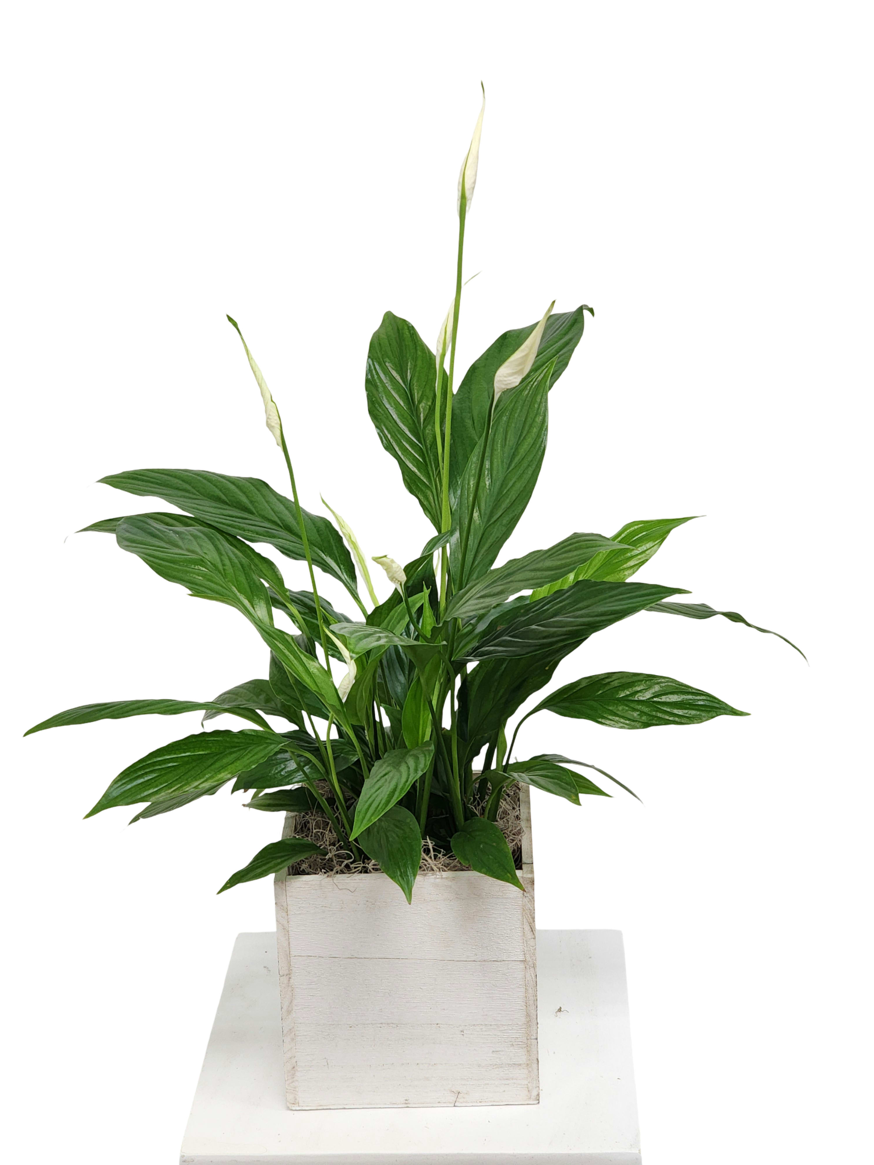 6" Peace Lily Spathiphyllum Plant 6" Peace Lily Spathiphyllum Plant - Select this easy to care for Spathiphyllum, or Peace Lily, in a wooden container. Container may vary. Approximately 25" tall by 18" wide.