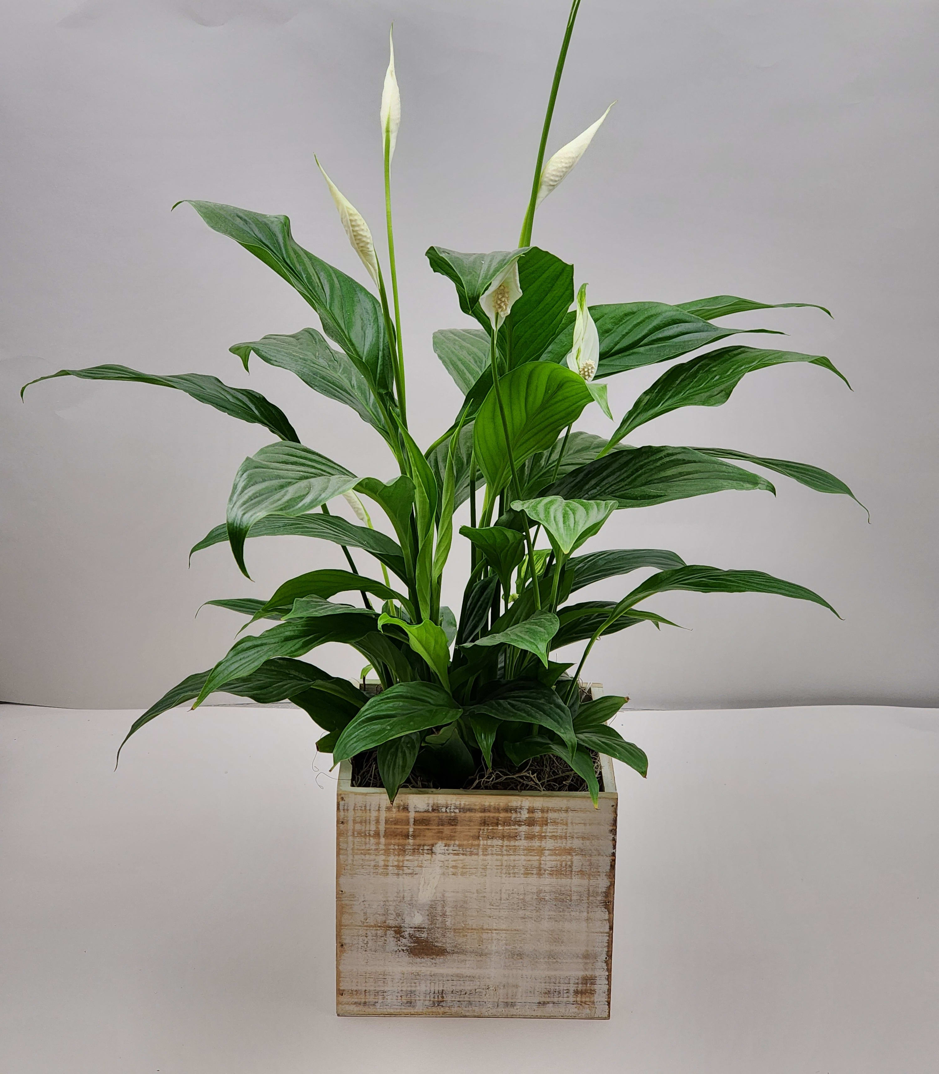 6" Peace Lily Plant 6" Peace Lily Plant - A 6" peace lily in a seasonal container