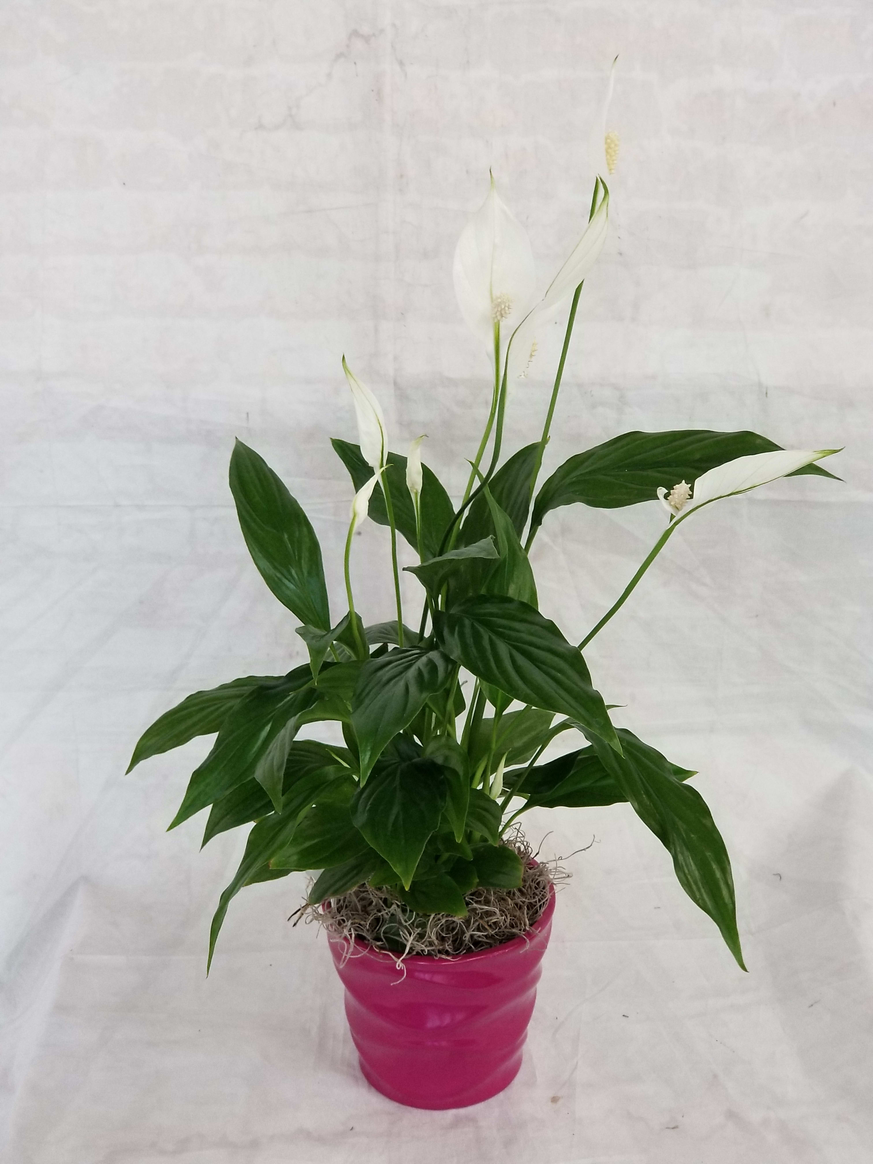4" Peace Lily Plant 4" Peace Lily Plant - Select this easy to care for 4" Spathiphyllum or Peace Lily in a planter. Container may vary.