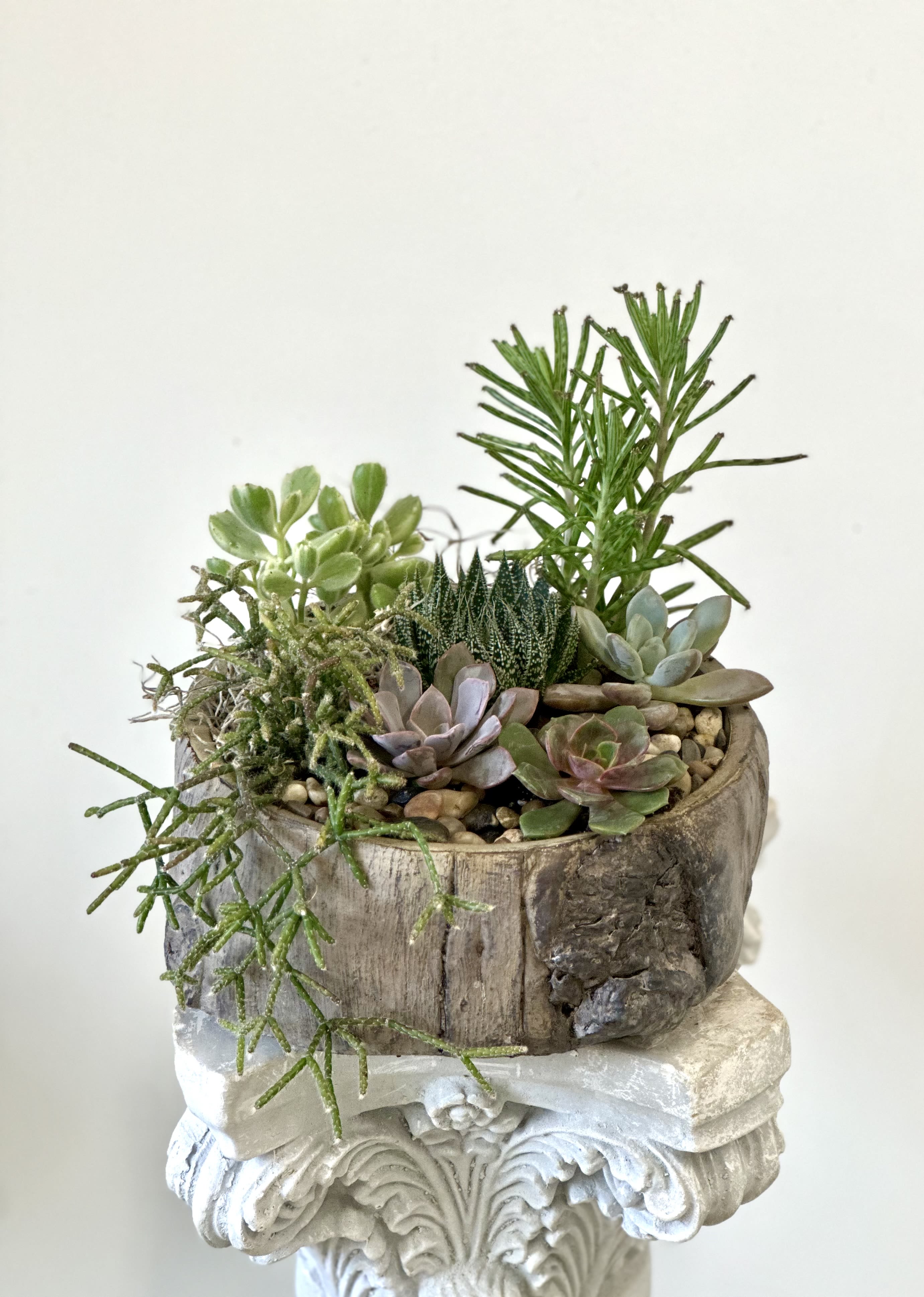 Succulent Garden by Westford Florist Art by Veny - Elevate your space with the Succulent Garden by Westford Florist Art by Veny. This exquisite arrangement features a curated selection of lush succulents, meticulously designed to thrive in a keepsake ceramic container that adds a touch of elegance to any decor. Perfect for both home and office environments, this low-maintenance garden not only enhances aesthetics but also purifies the air. Celebrate nature’s beauty while providing an effortlessly stylish focal point in your living or working space. A thoughtful gift for plant lovers or a delightful treat for yourself—transform your surroundings today with this artistic creation from Veny.