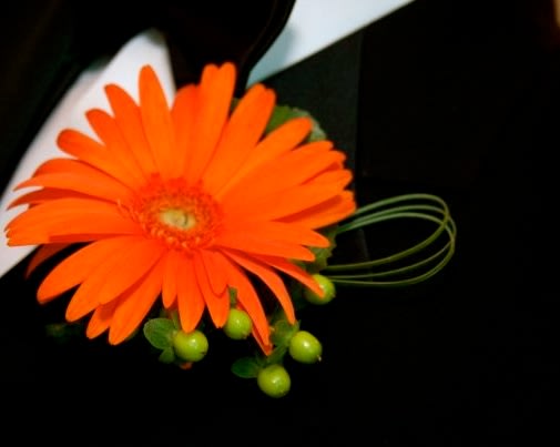 Classic Orange Gerbera Magnetic Boutonniere Holder - Fresh Gerbera daisies are put together to create this fresh and elegant boutonniere. Perfect for the lapel on a suit or tux for a wedding, prom, or homecoming. Match your date's dress with our orange Gerbera daisy option.