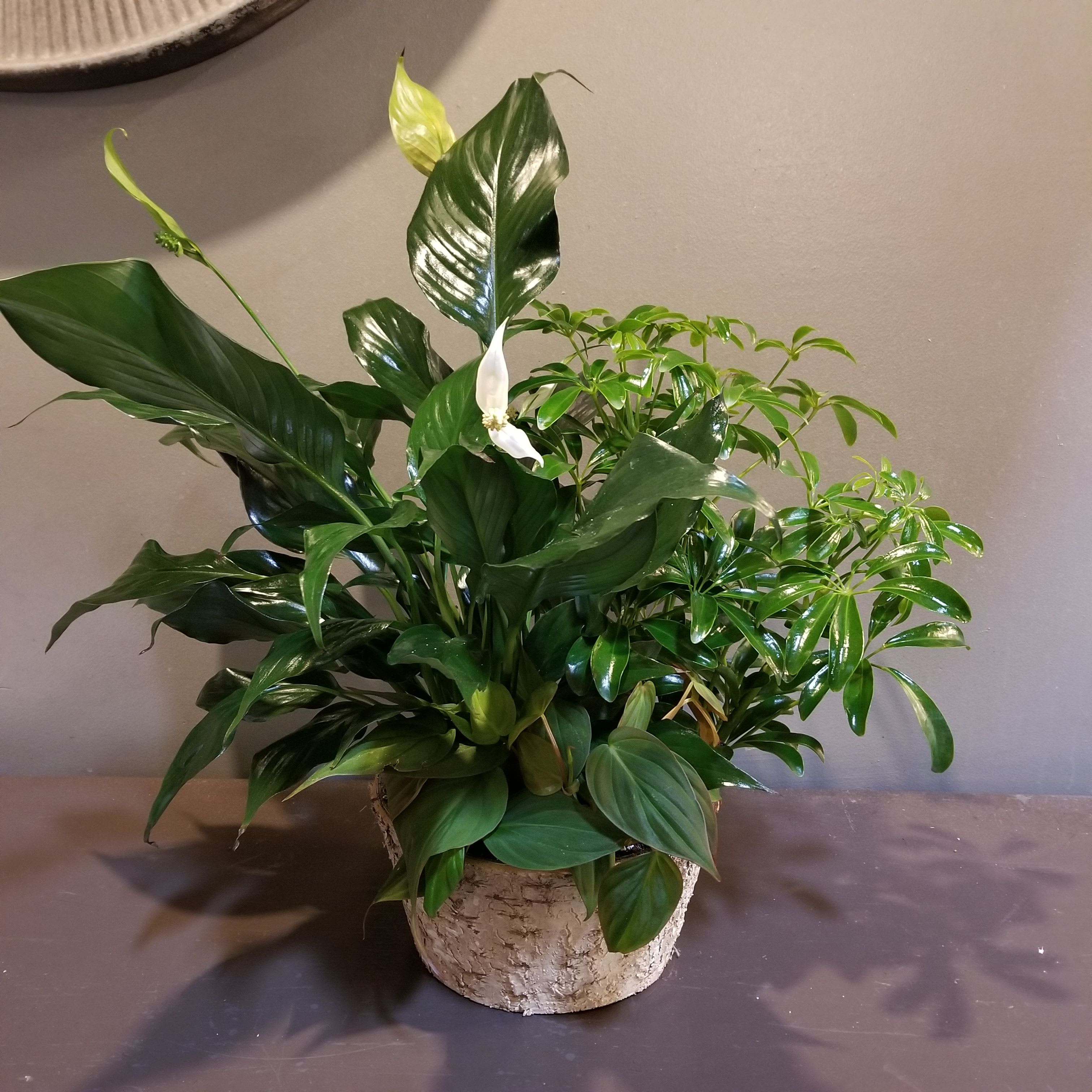 Plants: Birch Garden Plants: Birch Garden - A trio of spathiphyllum, philodendron and arbicola plants in a birch container. Measures approx. 23"Tx18"W.
