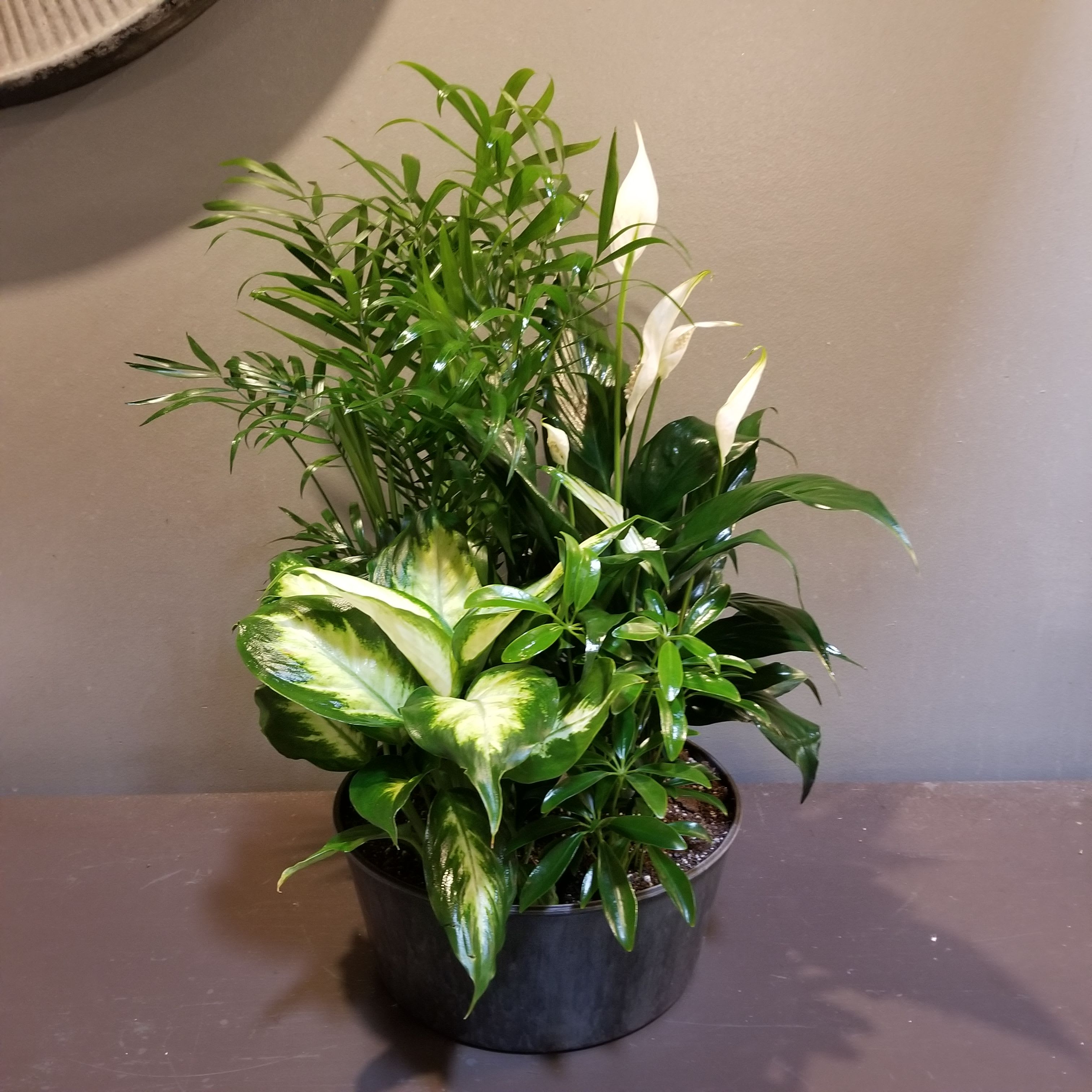 Plants: Lush Leaves Garden Plants: Lush Leaves Garden - A variety of arbicola, palm, diffenbachia, spathiphyllum plants in a gray planter. Very easy care and perfect for an office or bedroom. Measuring approx. 23"Tx12"W.