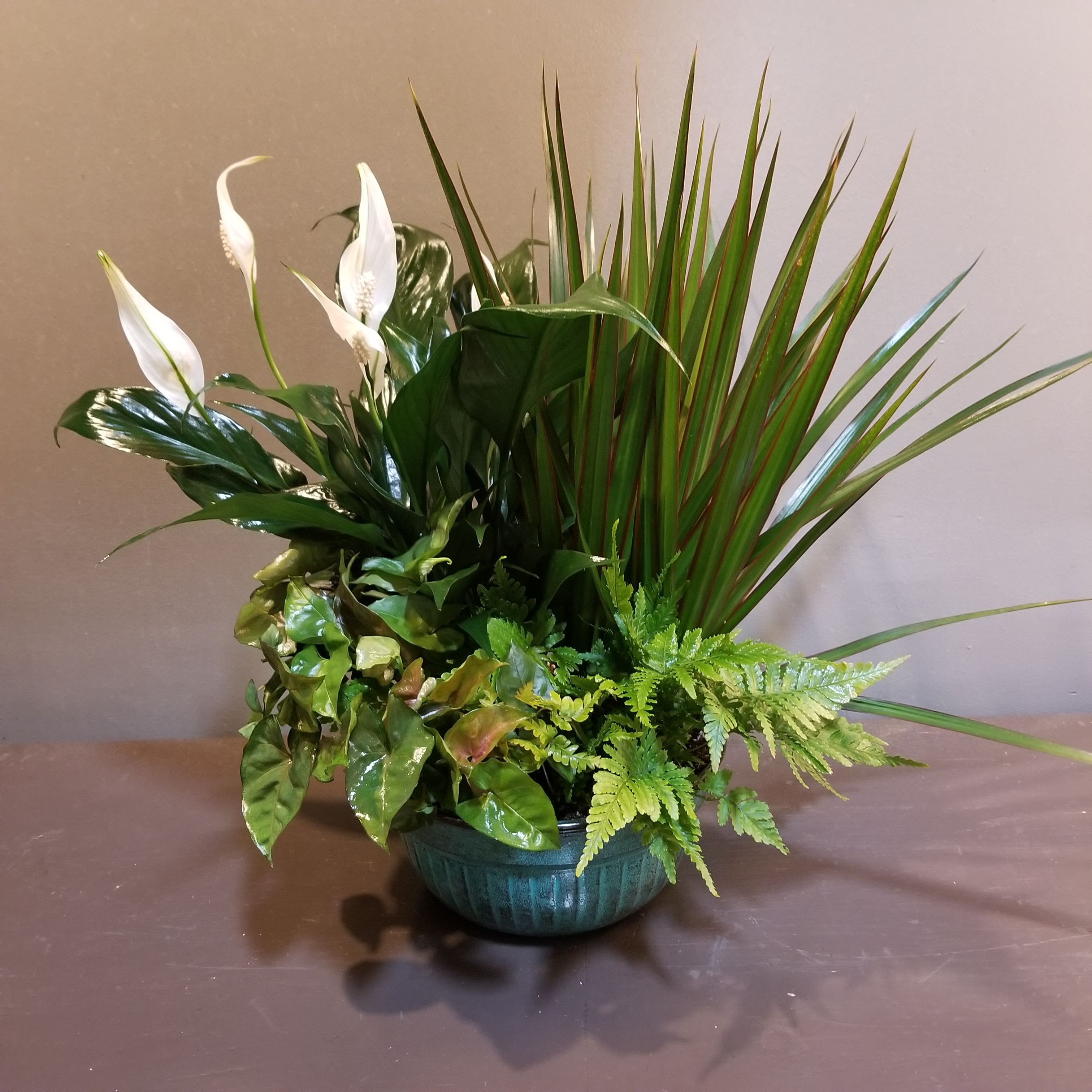 Plants: Growing Art Garden Plants: Growing Art Garden - A mix of autumn fern, spathiphyllum, syngonium and dracaena in a blue tin container. Measures approx. 19"Tx15"W