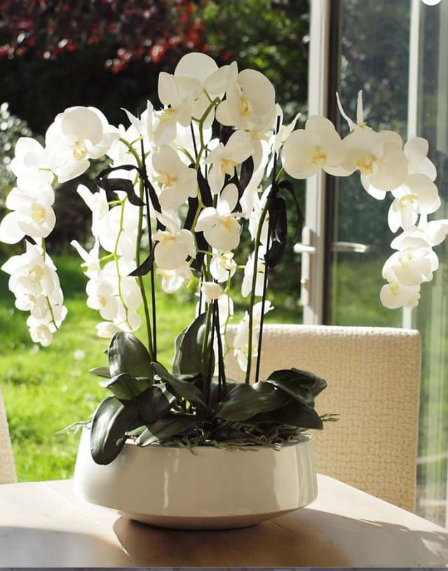 ORCHIDS GALORE NYC - Beautiful 6 Stem White Orchids arranged in White Ceramic with Bamboo and Moss ** 48 Hours NOTICE please. Call us 631-287-3356 for delivery schedule.  Our Orchids are ordered fresh and will have some growing left to do ! - some buds on the stems will have yet to open, only when all the buds have finished opening  will the weight of the fully opened flowers bend over for that &quot;Waterfall look&quot; . Standing aprox 28 inches tall. *Orchids Do NOT like the cold, or being left out in the cold for very long.  We are happy to leave with a doorman if you might not be home.