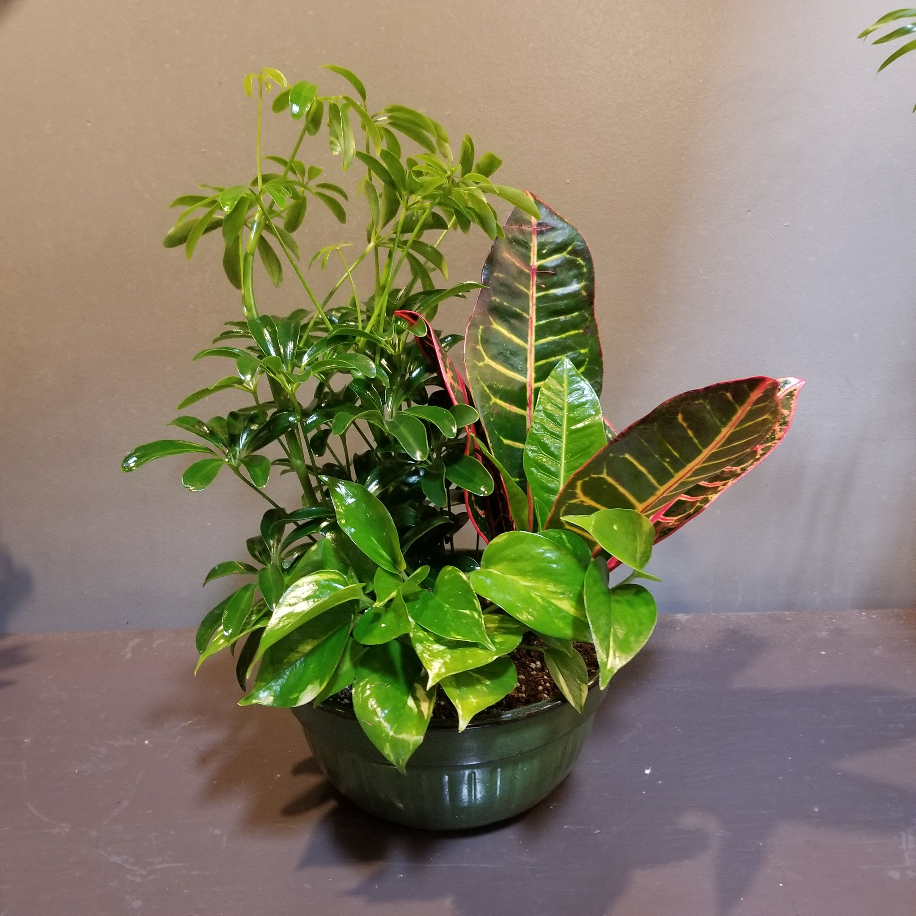 Plants: Peaceful Zen Garden - A trio of arbicola, pothos and croton plants in a green tin container.  Approx. 17&quot;Tx12&quot;W