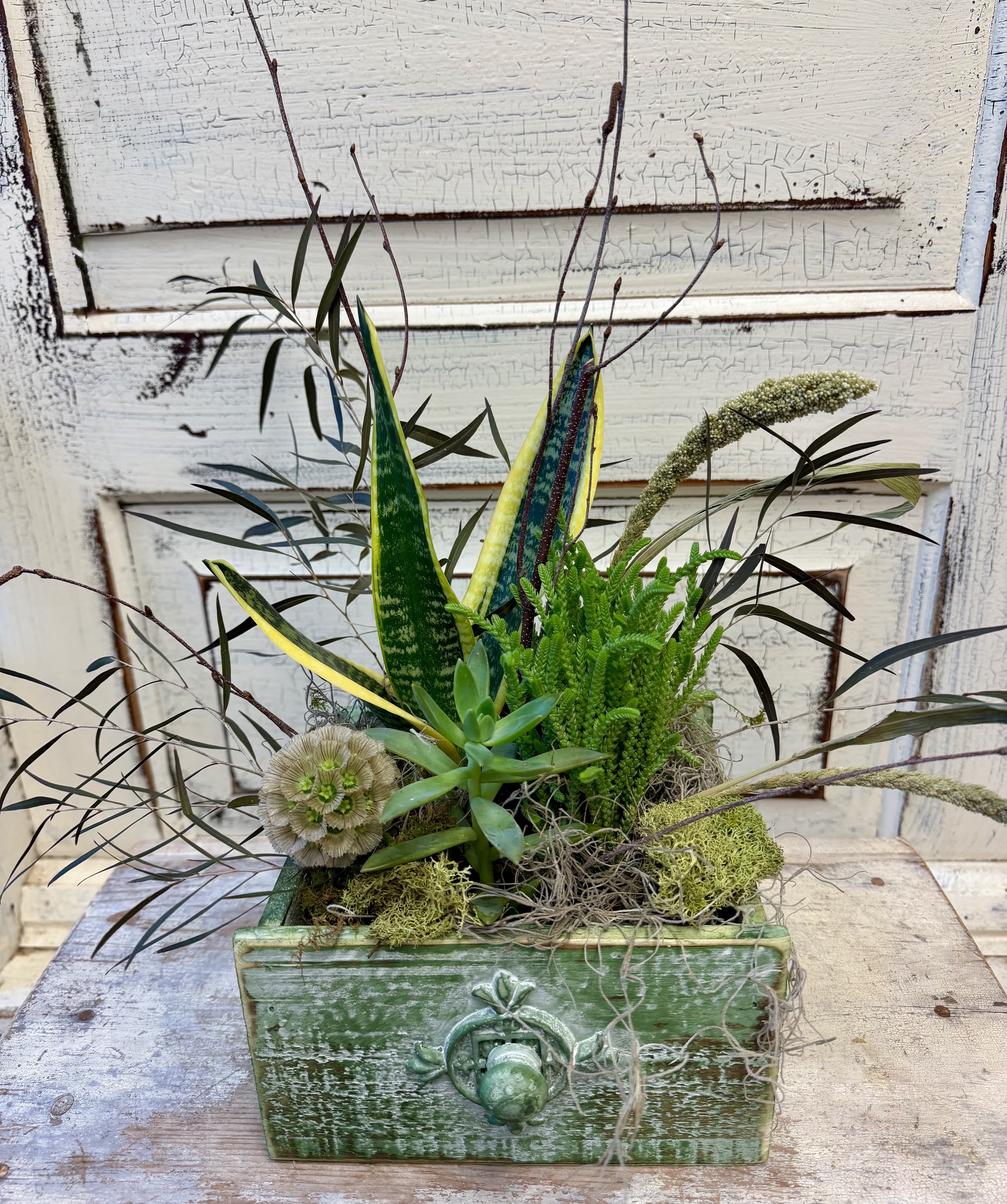 Planter in a Drawer Planter in a Drawer - A wooden box shaped like a drawer has been planted up with succulent plants. Accents of birch tips, a pod and dried filler flower make this a lovely long lasting gift. The drawer measures 7x7" in the standard version and the deluxe version is 9x9"..