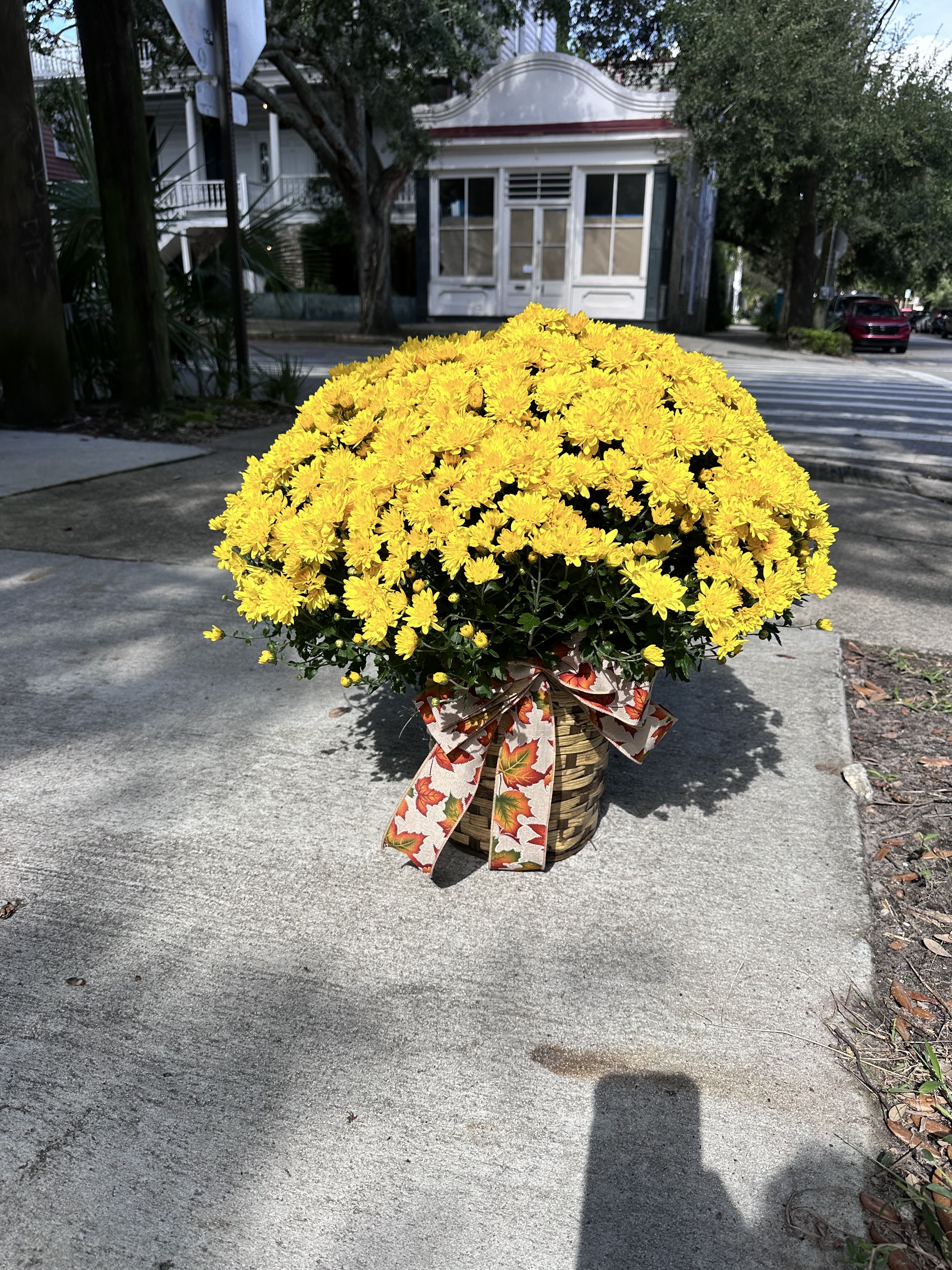 Lowcountry Harvest Basket Lowcountry Harvest Basket - Bring the charm of a Charleston autumn to your porch or entryway with our Lowcountry Harvest Basket. Bursting with vibrant yellow mums and tied with a festive fall ribbon, this hand-woven basket captures the golden glow of the season. Perfect for gifting or adding a cheerful touch of Southern warmth to your home.